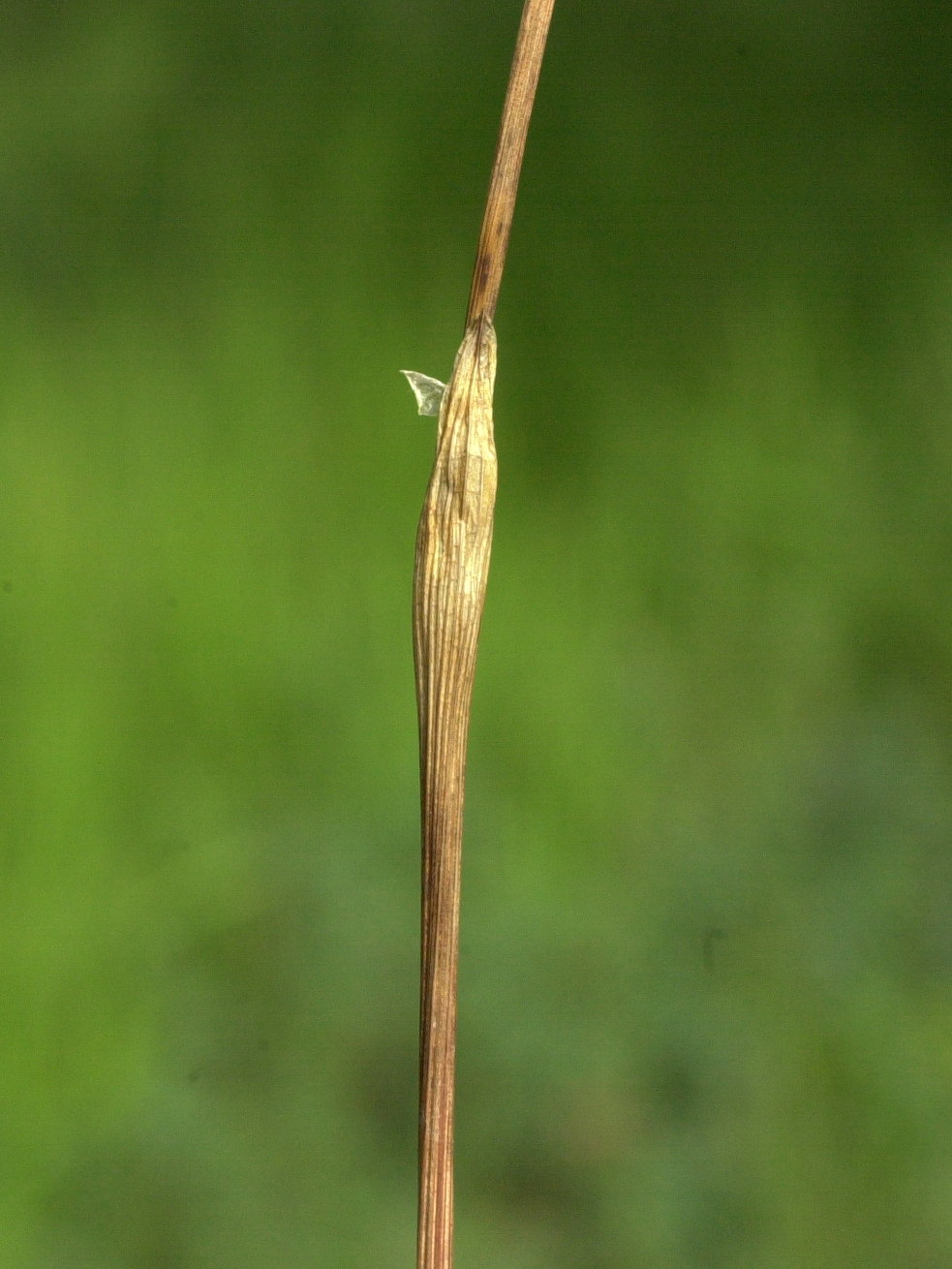 eriophorum_vaginatum3cmd