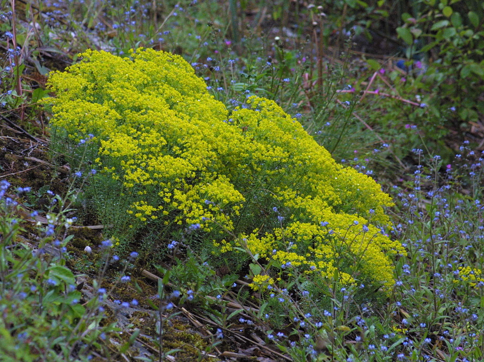 Afficher le média euphorbia_cyparissias1md euphorbia_cyparissias1md