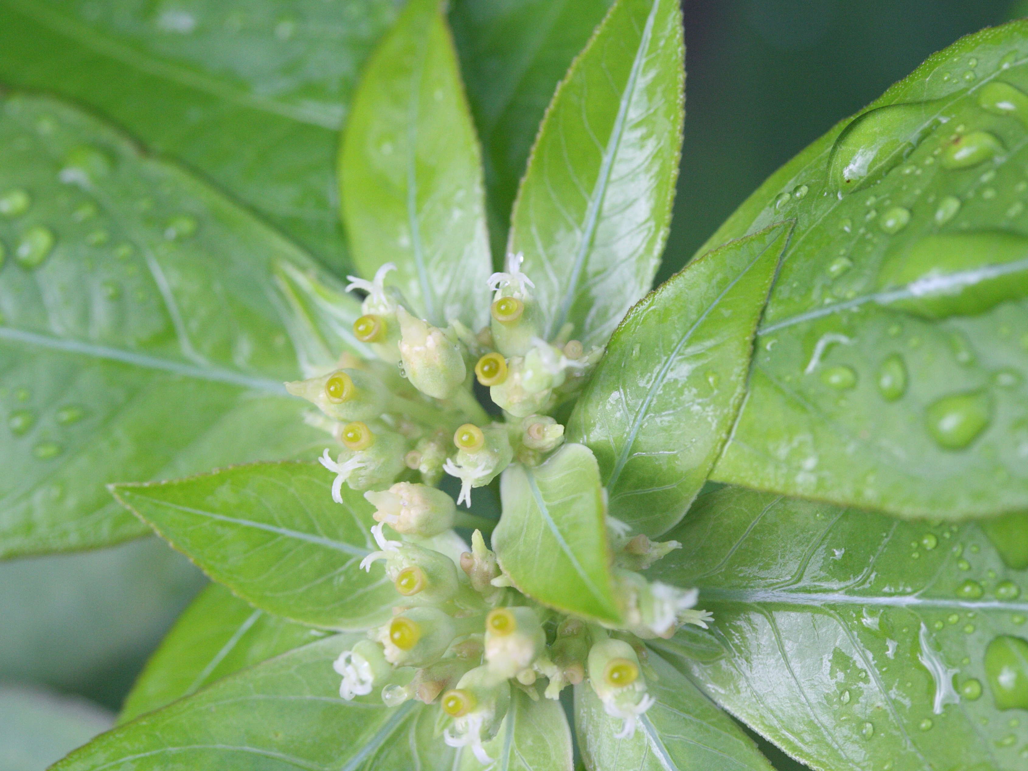 euphorbia_heterophylla3md
