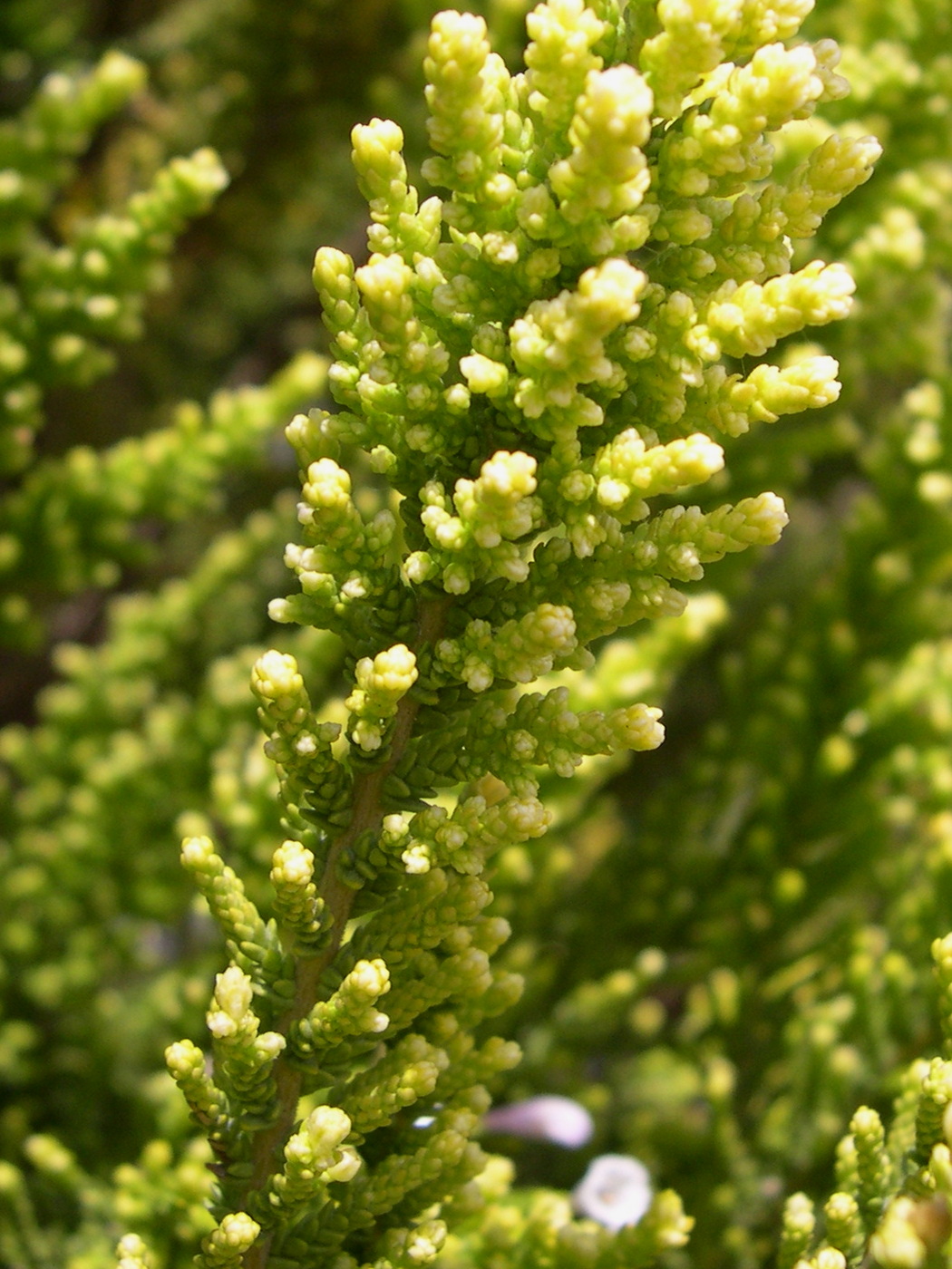 fabiana_imbricata2md