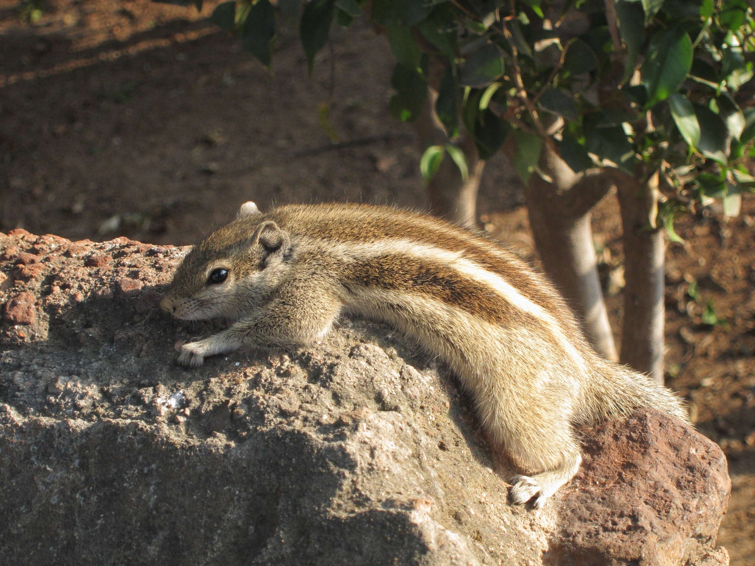 funambulus_pennanti6bd