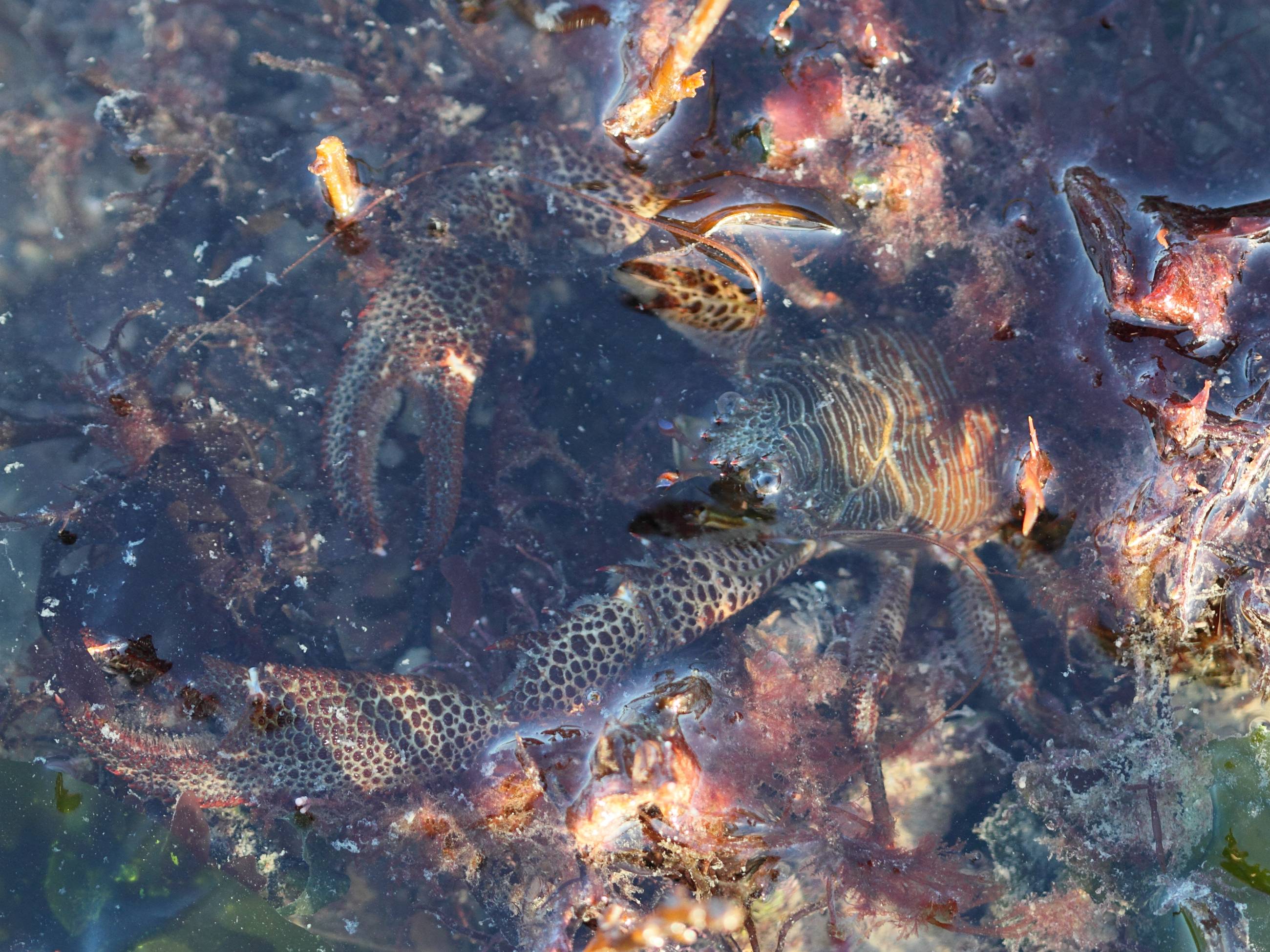 galathea_squamifera2bd