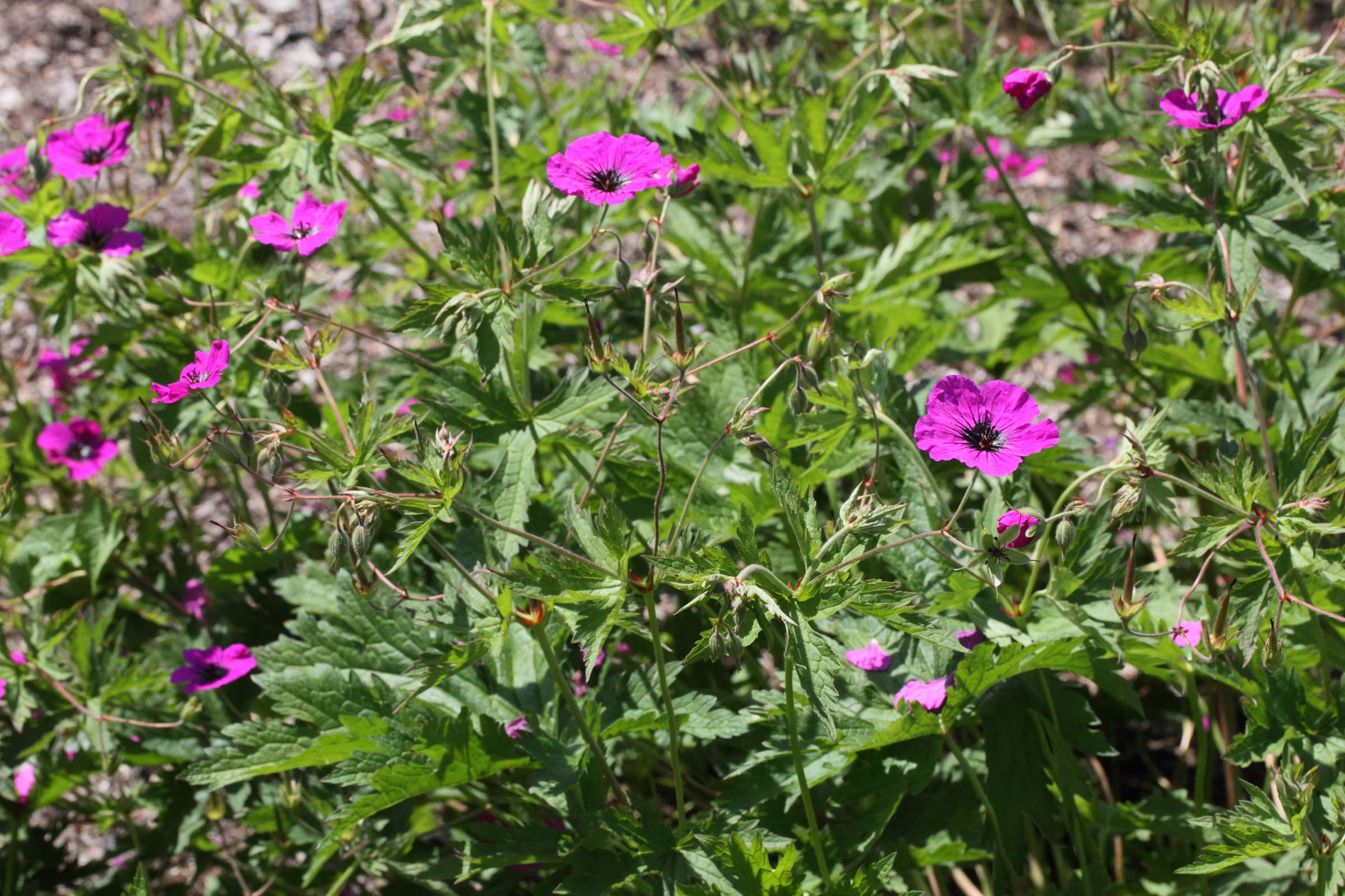 Afficher le média geranium_psilostemon1md geranium_psilostemon1md