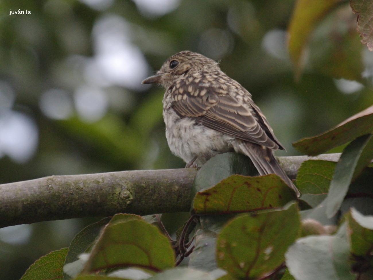 gobemouche_gris_-_muscicapa_striata4abd
