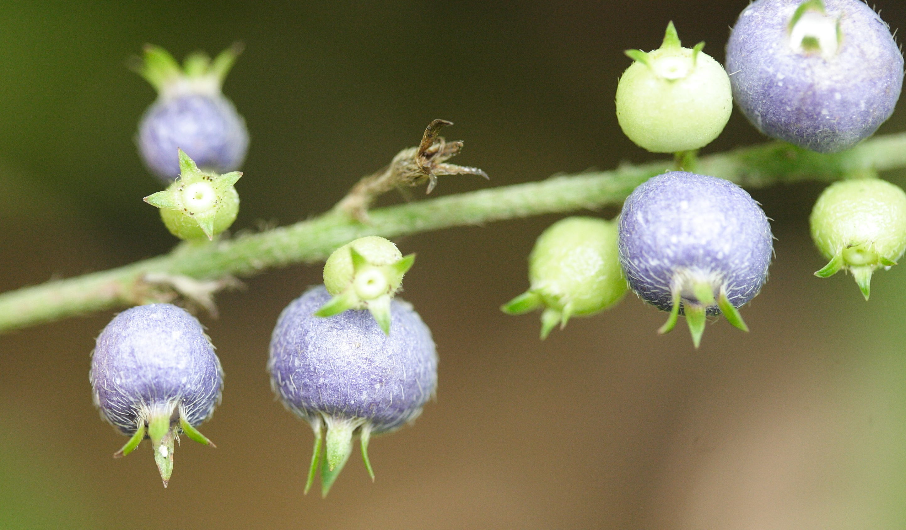 gonzalagunia_hirsuta2amd
