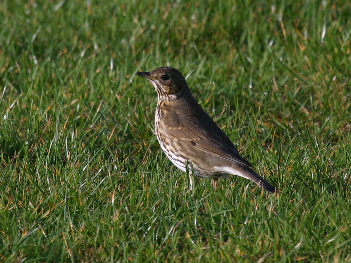 grive_musicienne_-_turdus_philomelos4bd