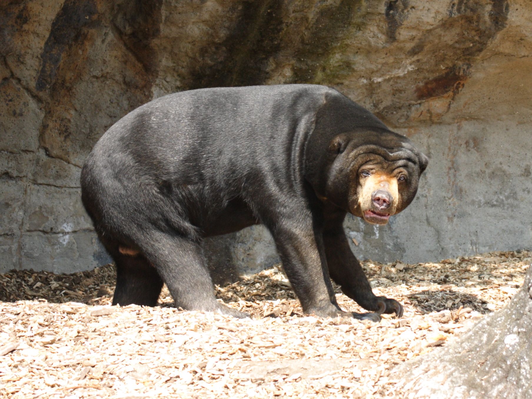 helarctos_malayanus1sd