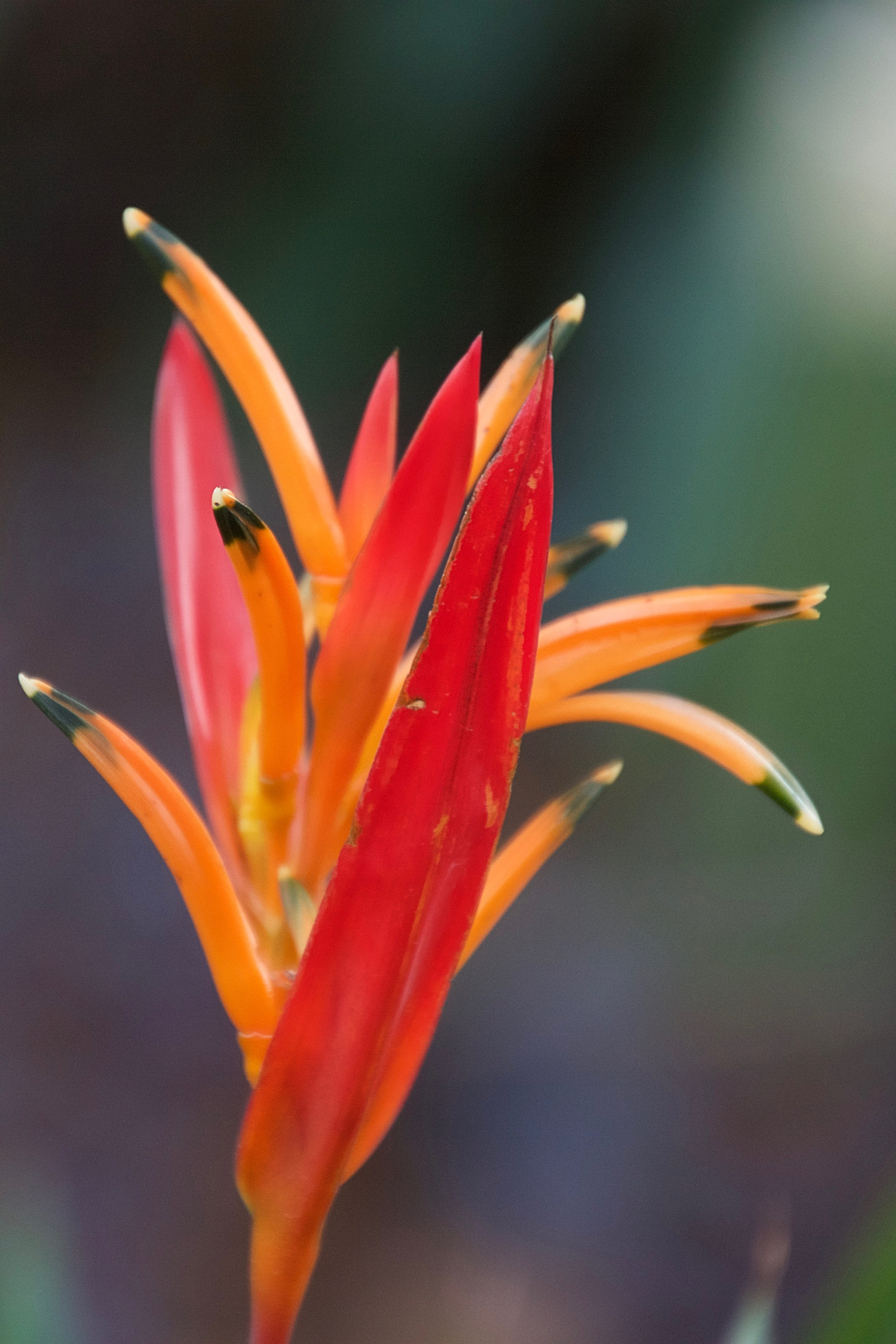 heliconia_psittacorum5md