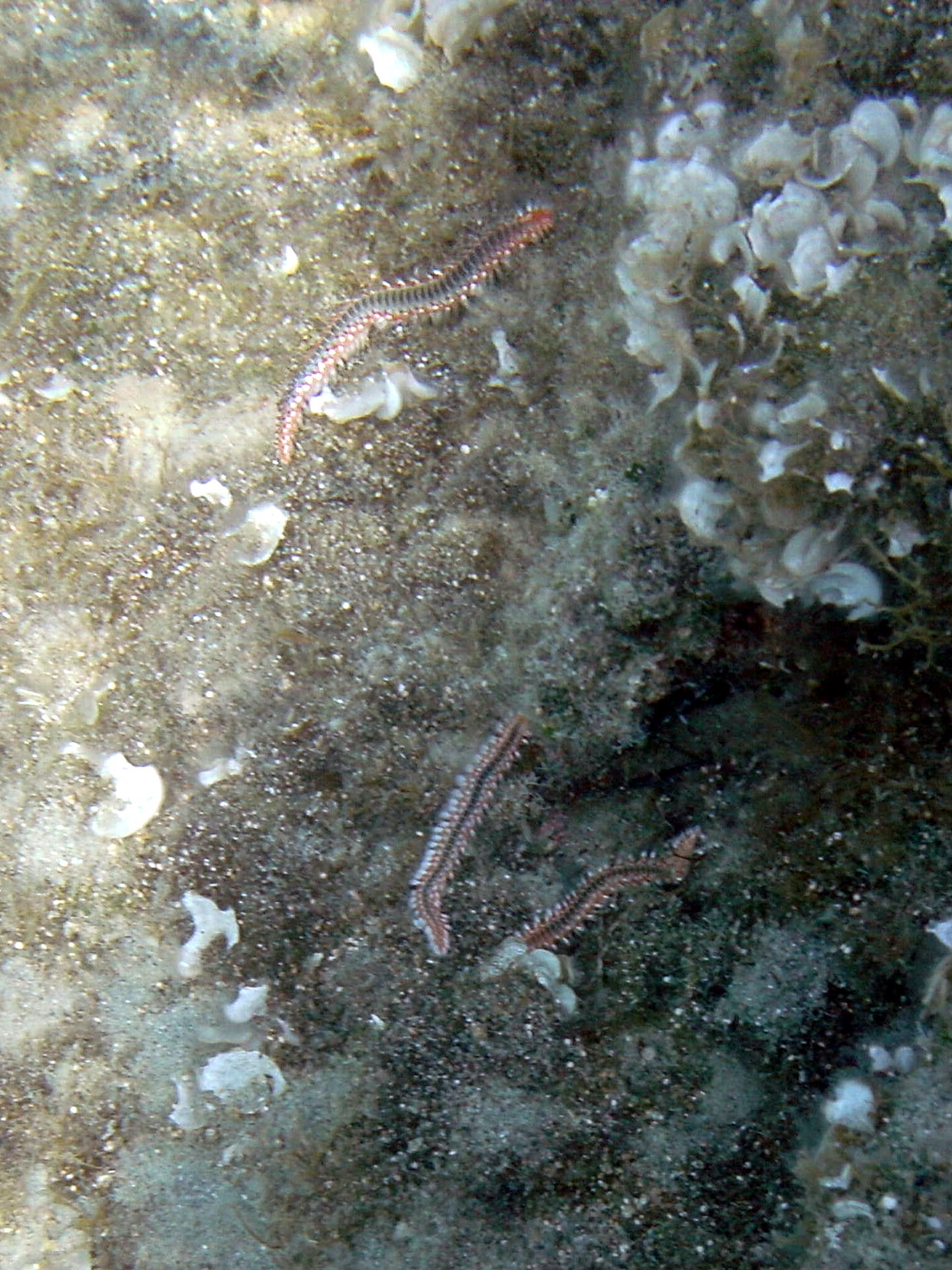 hermodice_carunculata1bd