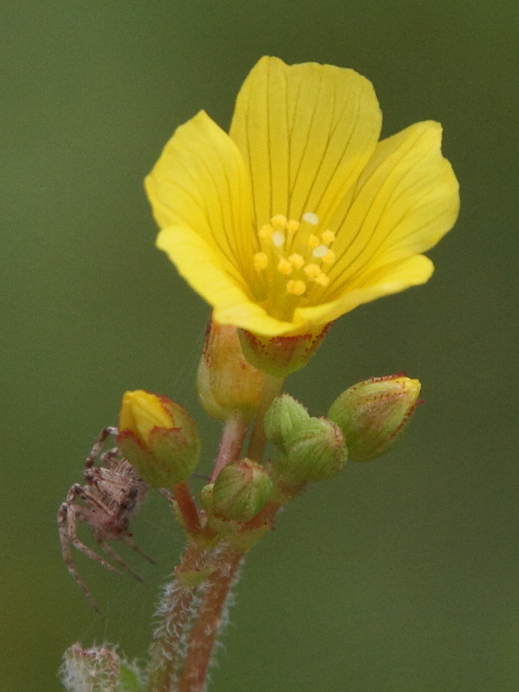 Afficher le média hypericum_elodes7md hypericum_elodes7md