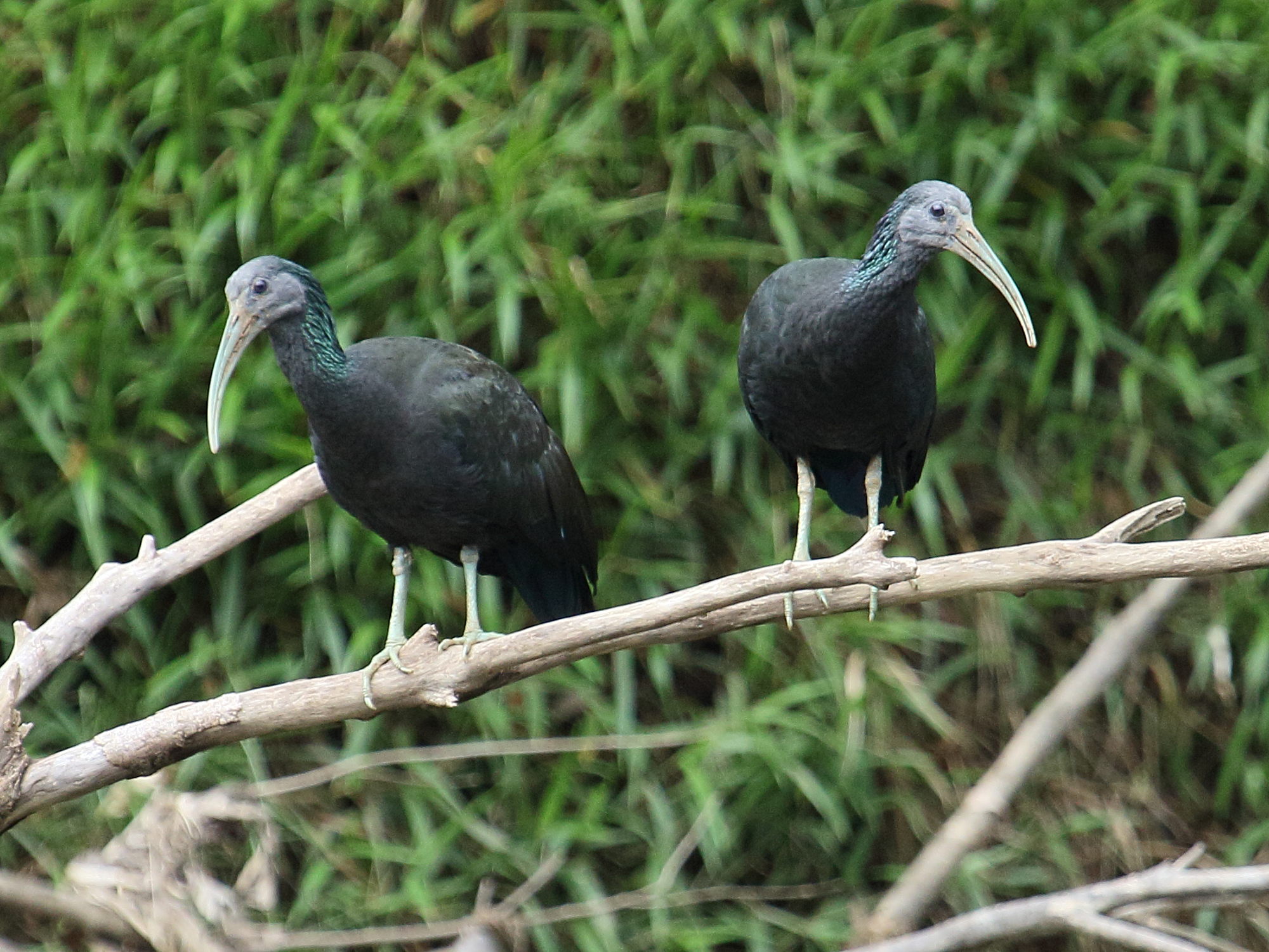 Afficher le média ibis_vert_-_mesembrinibis_cayennensis2bd ibis_vert_-_mesembrinibis_cayennensis2bd