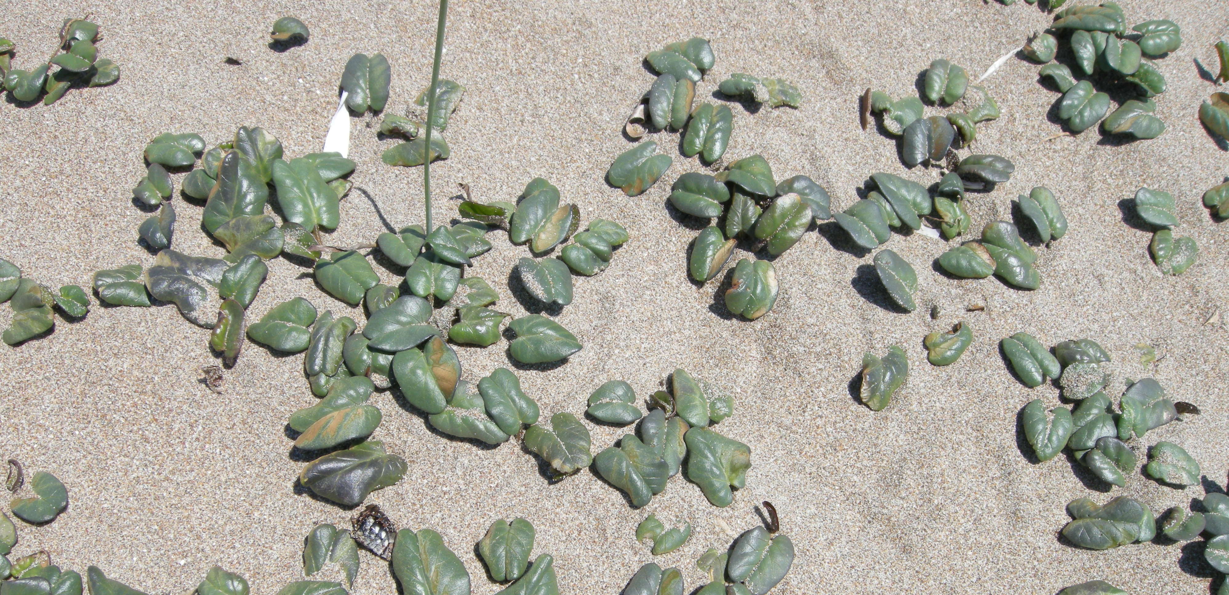 Afficher le média ipomoea_imperati1md ipomoea_imperati1md