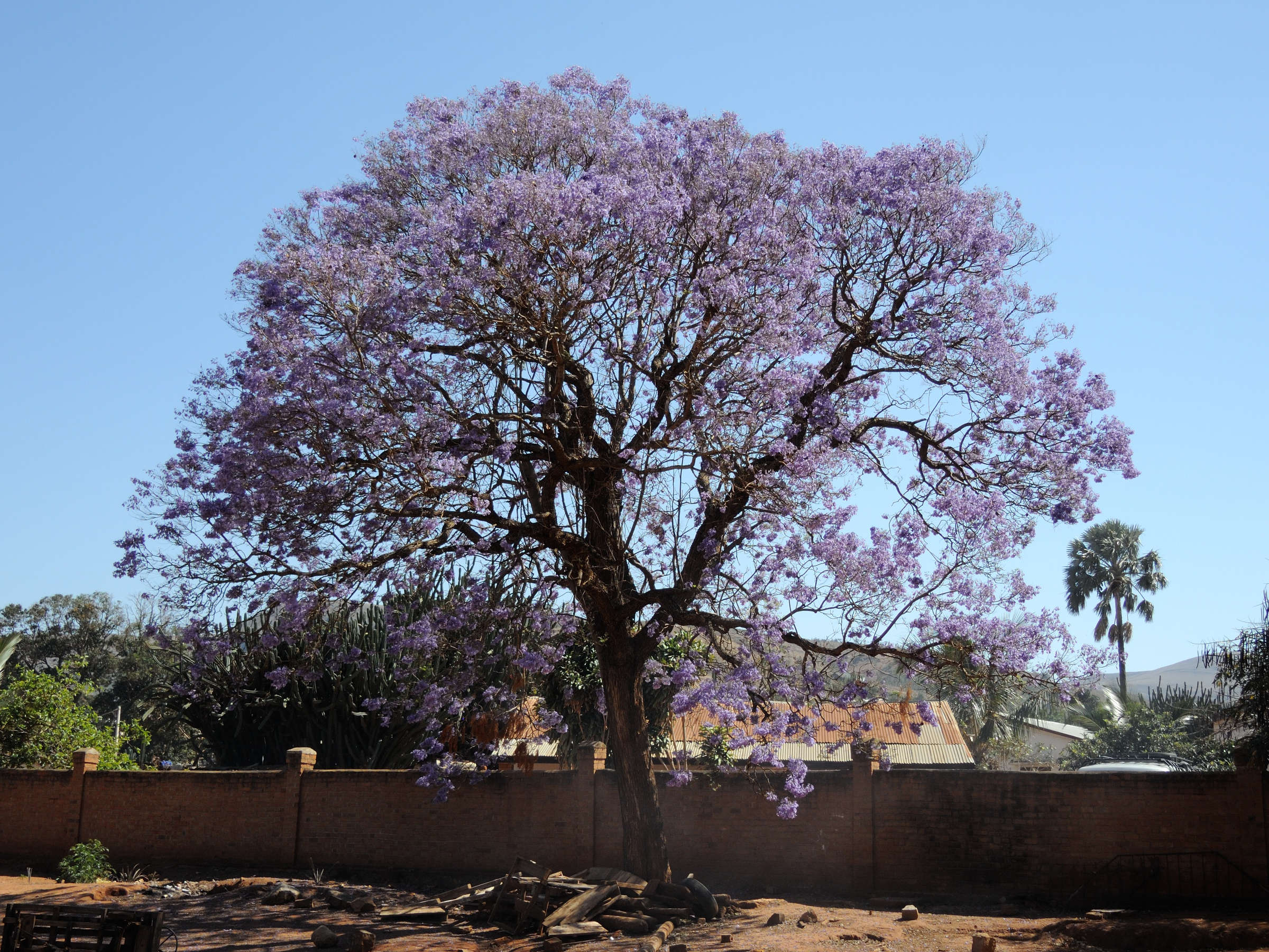 Afficher le média jacaranda_mimosifolia7md jacaranda_mimosifolia7md