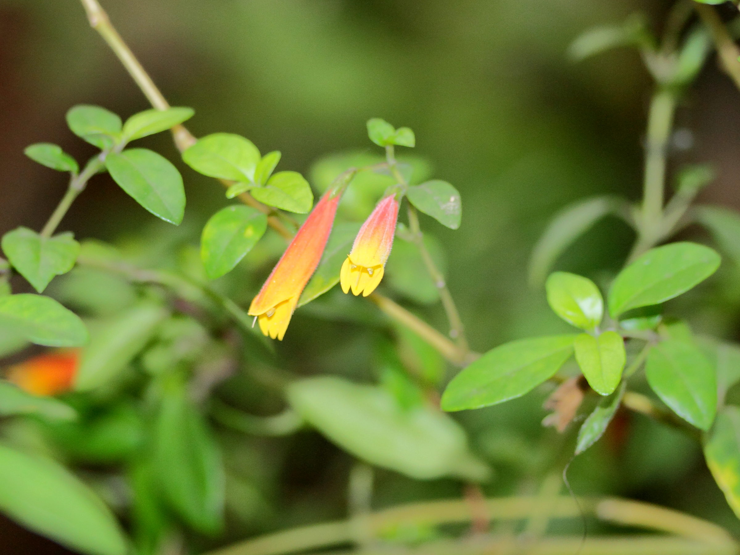 Afficher le média justicia_rizzinii1md justicia_rizzinii1md