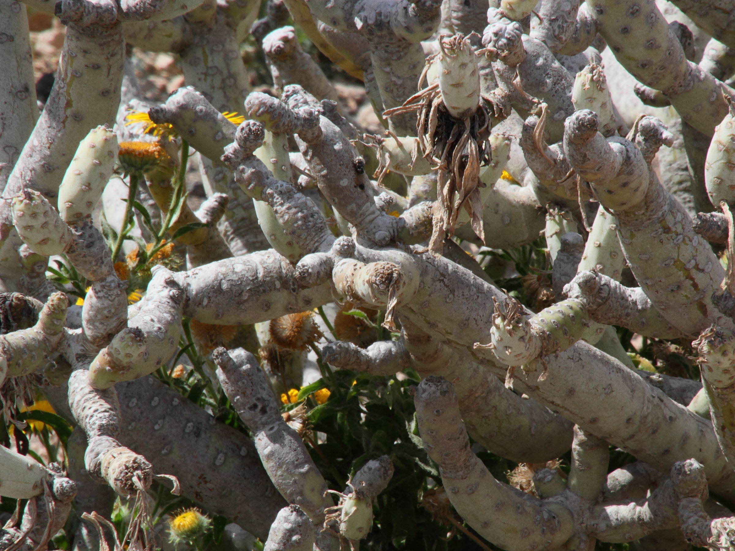 kleinia_neriifolia4md