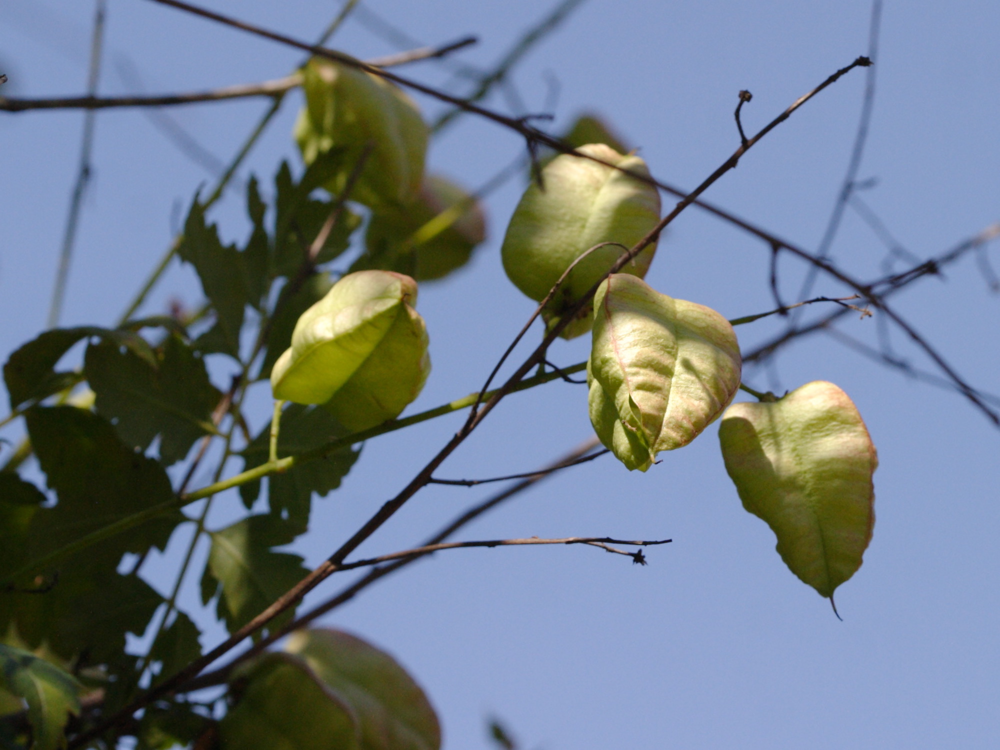 koelreuteria_paniculata5bd