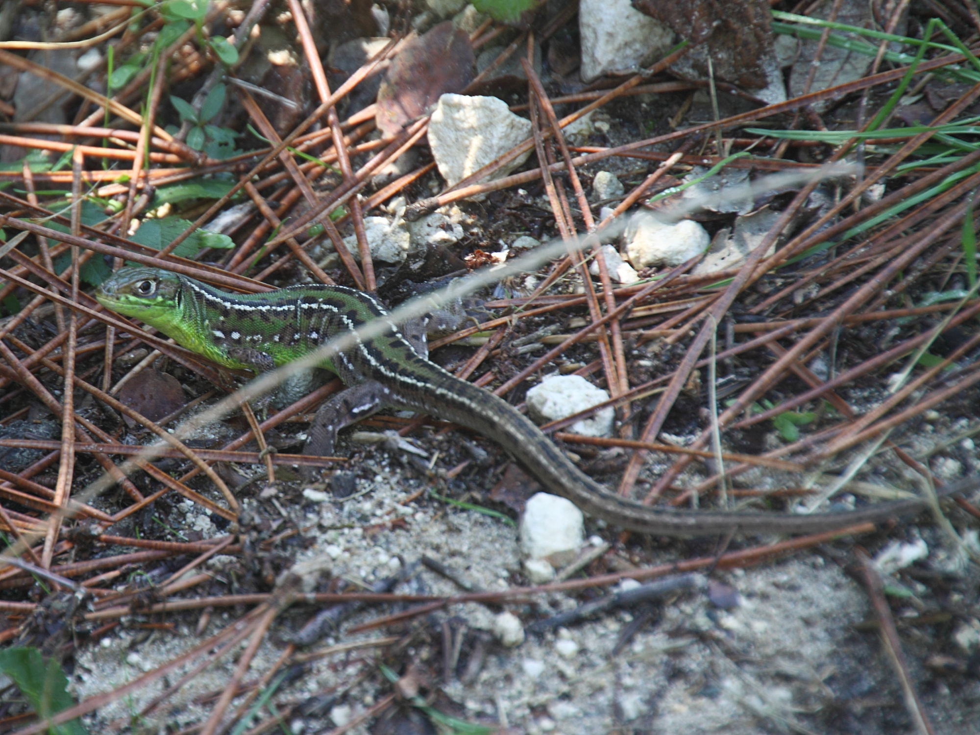 lacerta_bilineata6cd