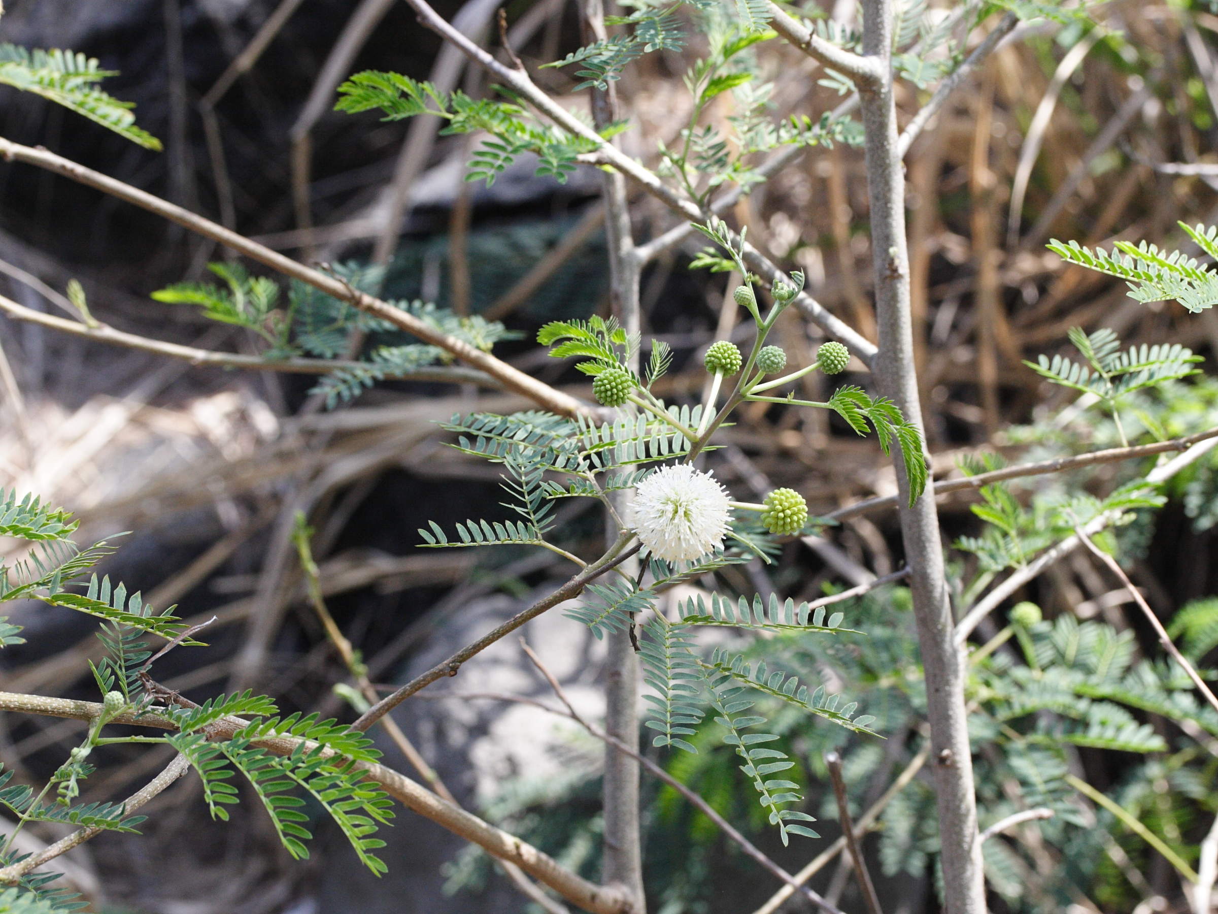 leucaena_leucocephala3md