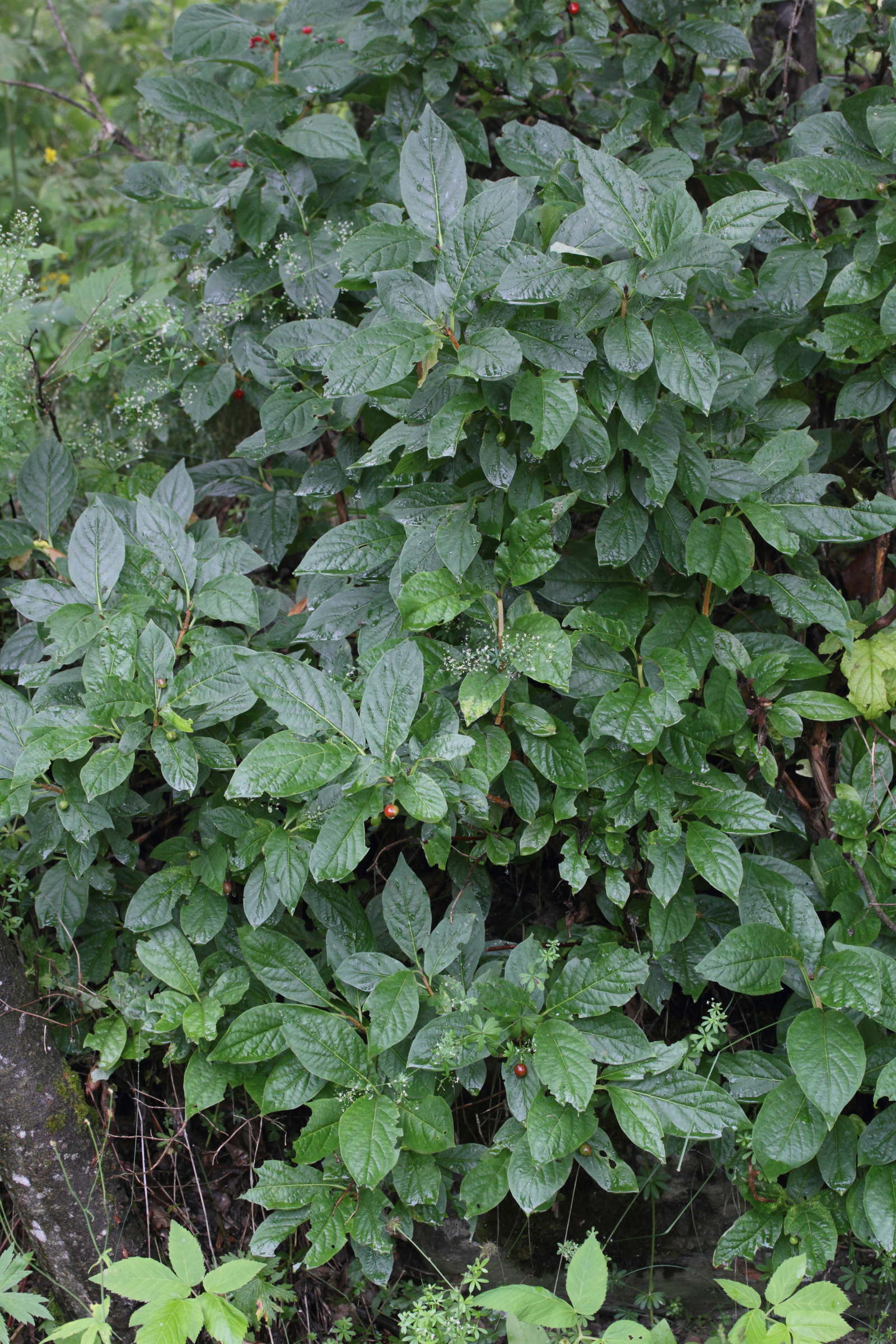 lonicera_alpigena4md