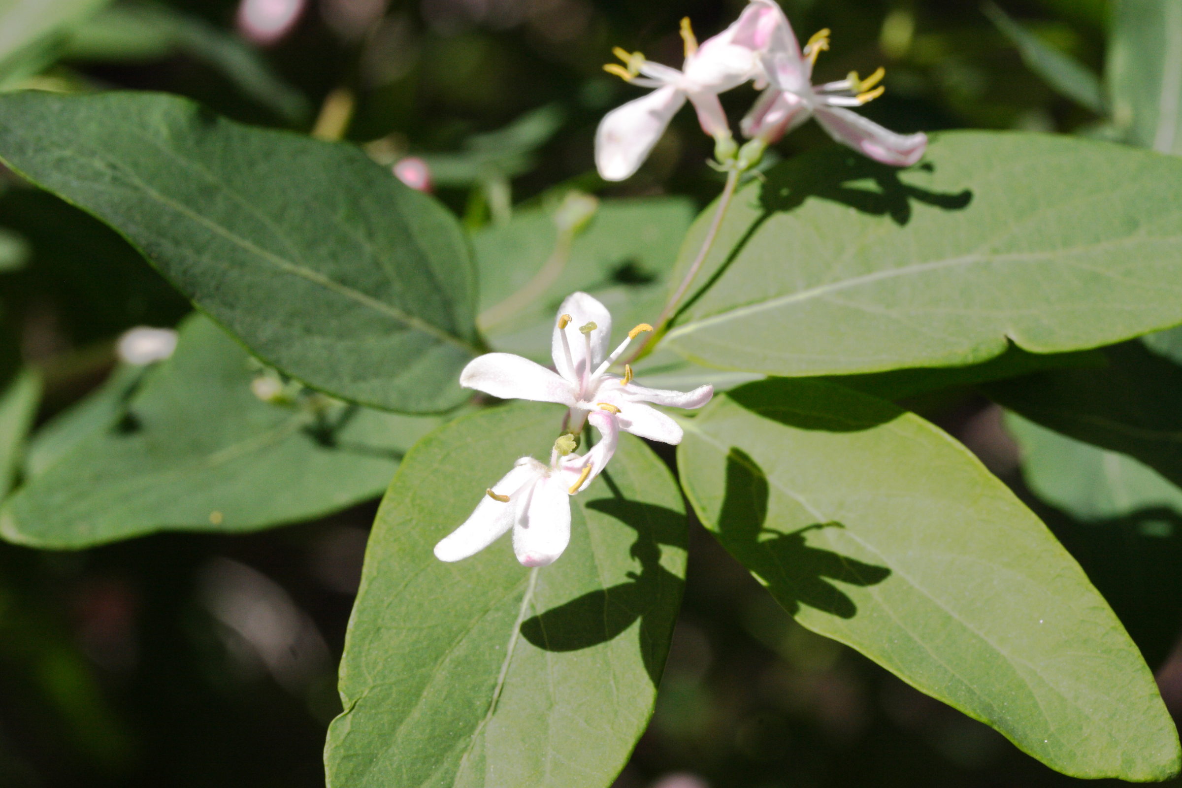 Afficher le média lonicera_tatarica2md lonicera_tatarica2md