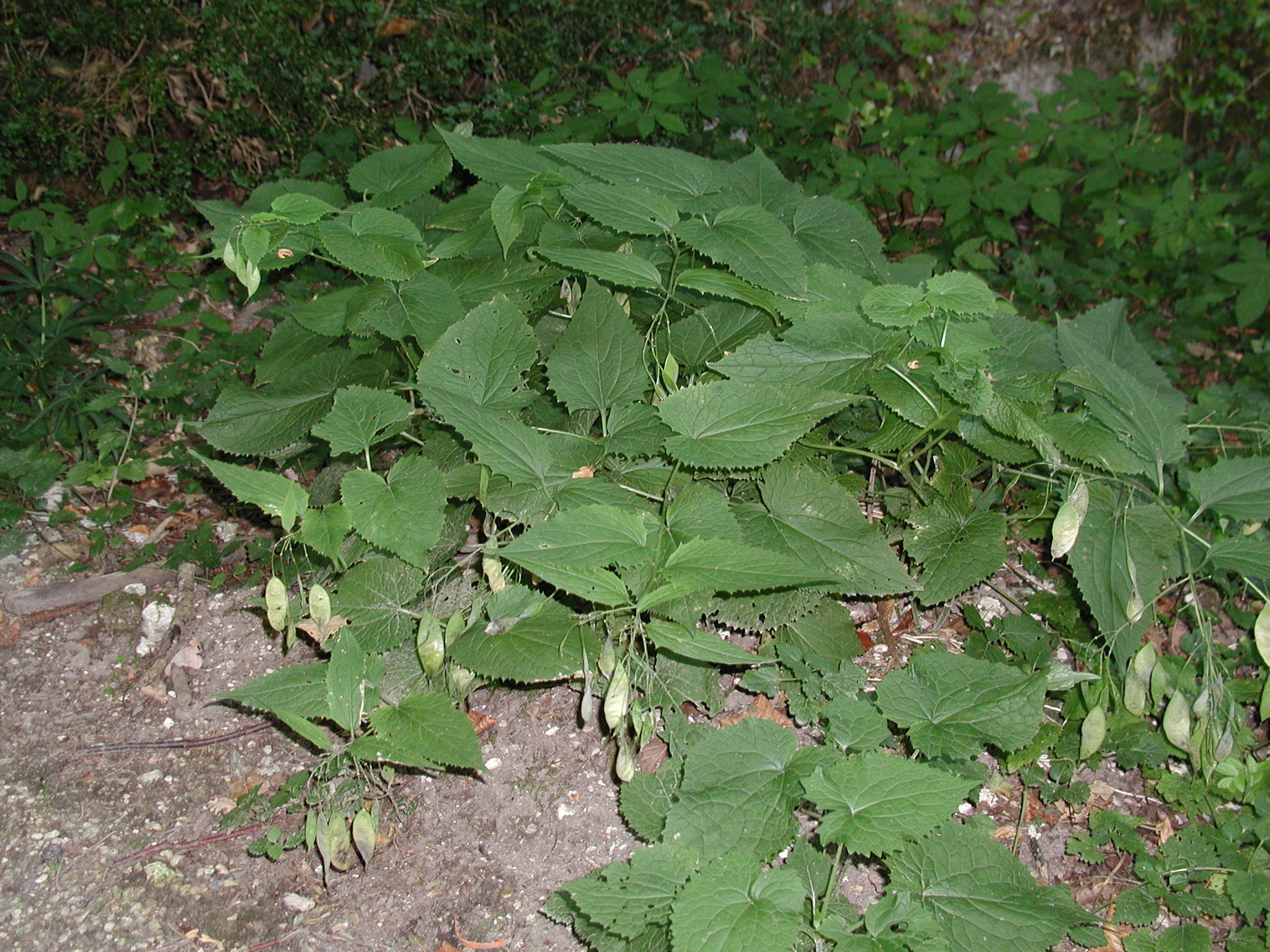 Afficher le média lunaria_rediviva1md lunaria_rediviva1md