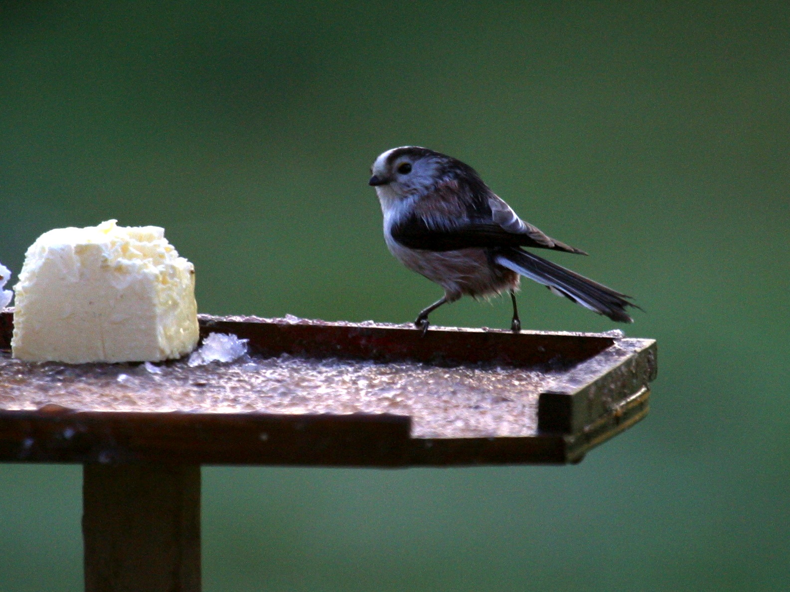 Afficher le média mesange_a_longue_queue_-_aegithalos_caudatus5abd mesange_a_longue_queue_-_aegithalos_caudatus5abd