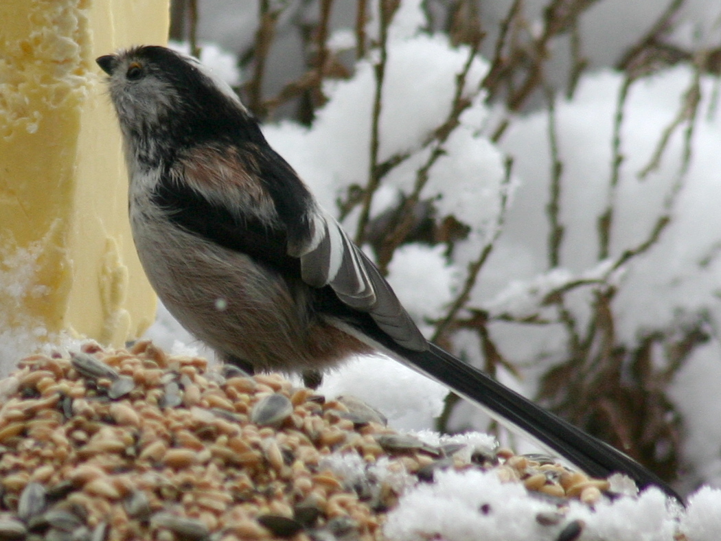 Afficher le média mesange_a_longue_queue_-_aegithalos_caudatus8sd mesange_a_longue_queue_-_aegithalos_caudatus8sd