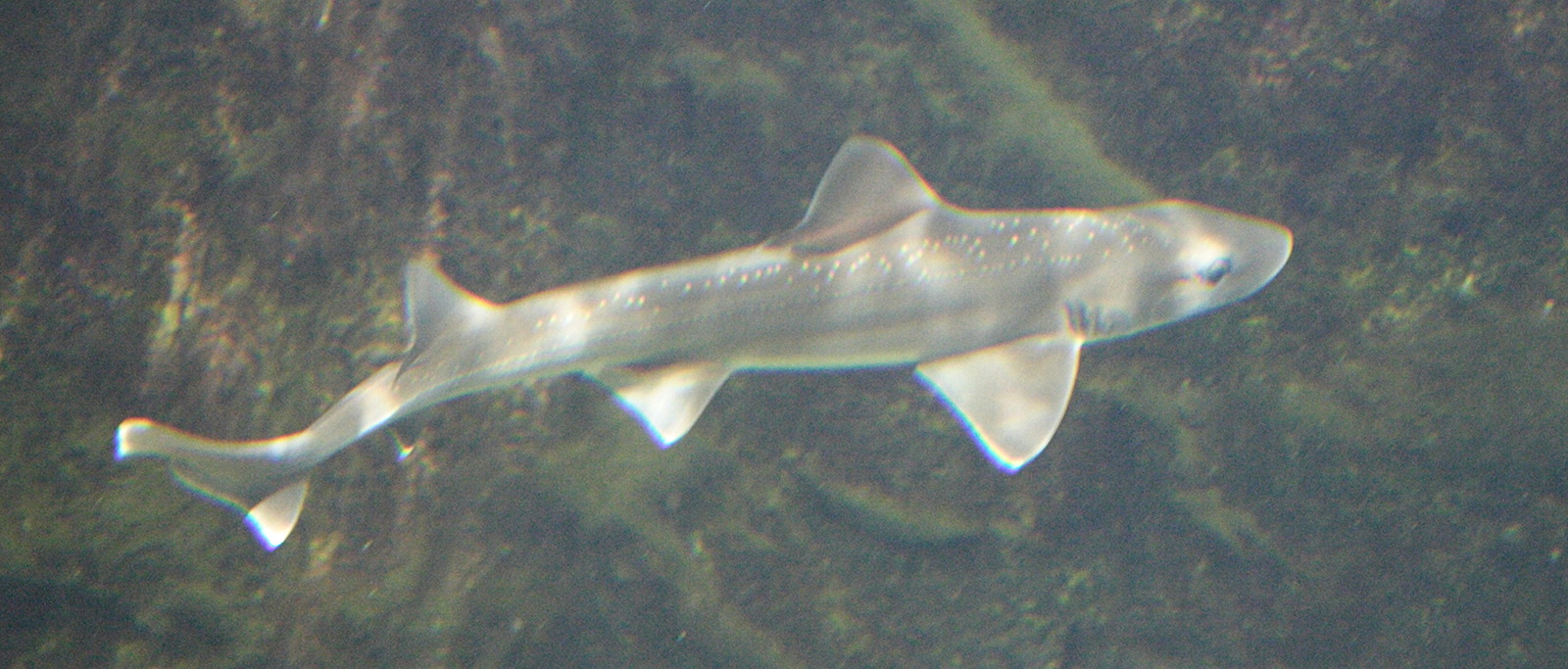 Afficher le média mustelus_asterias1md mustelus_asterias1md