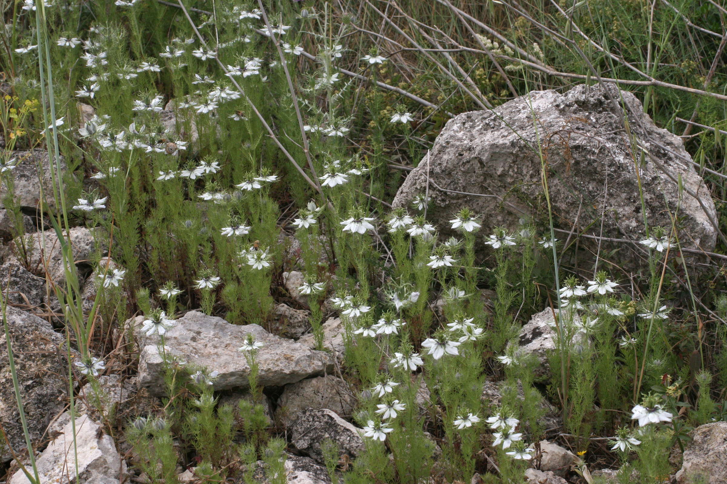 nigella_damascena1md