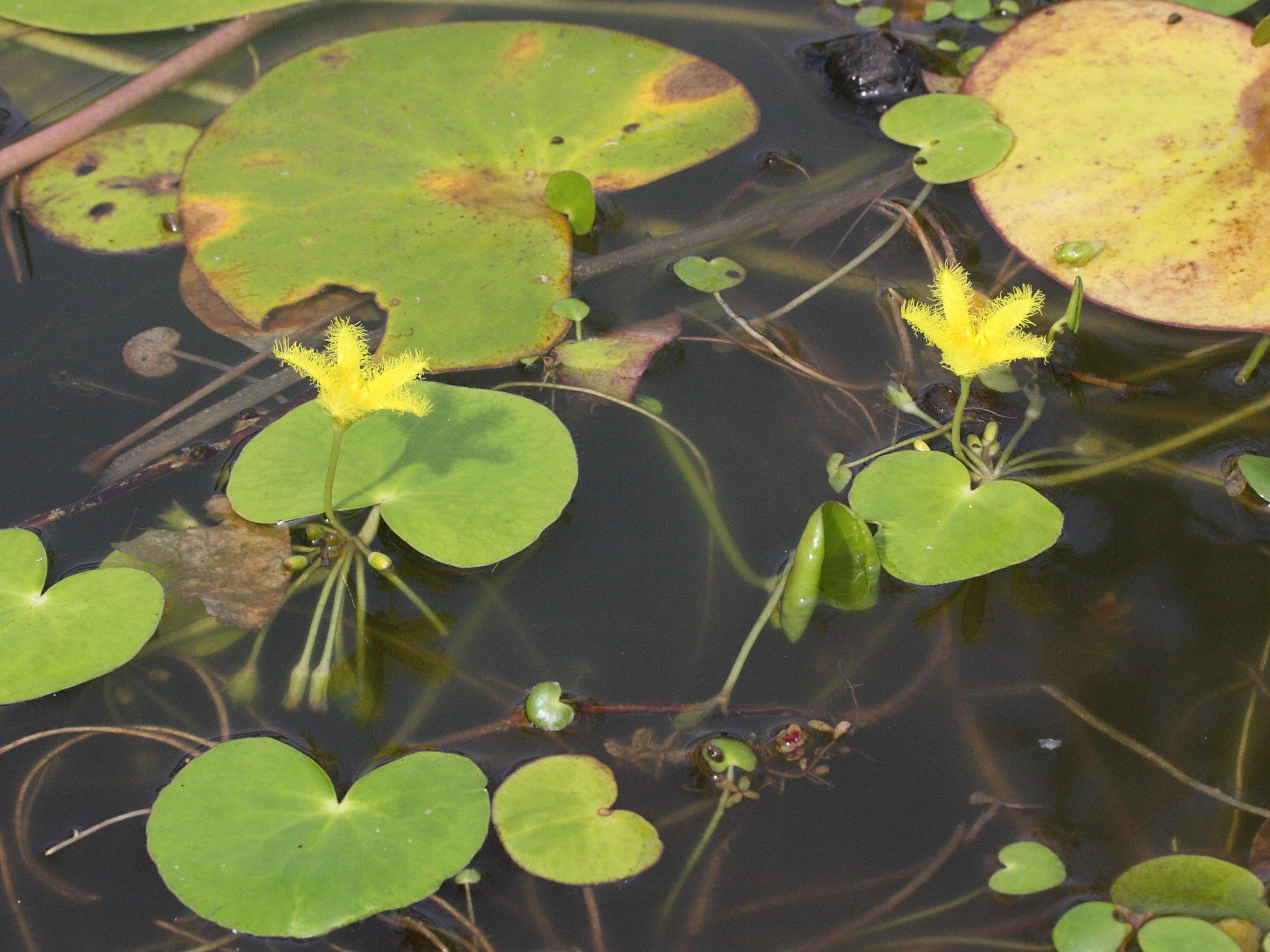 Afficher le média nymphoides_indica2md nymphoides_indica2md