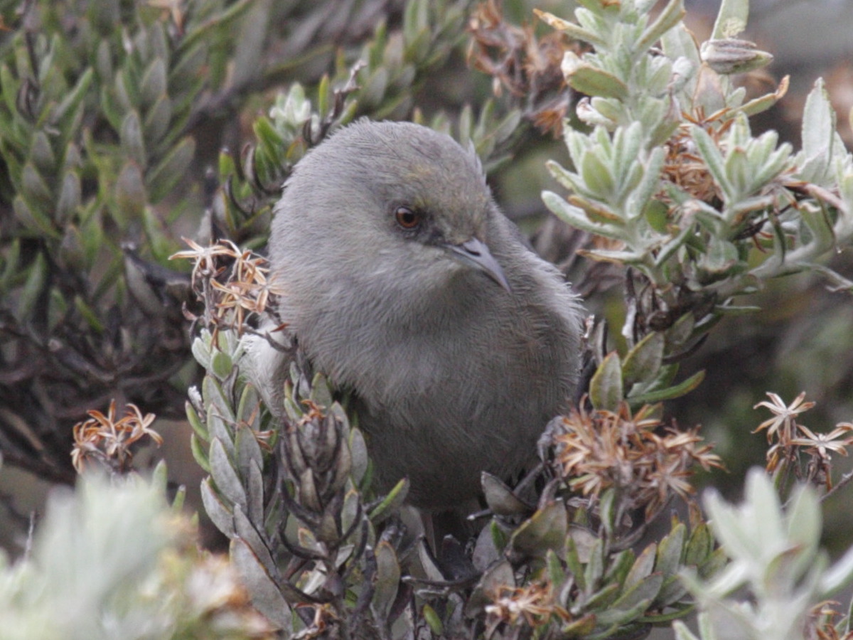 oiseau_lunettes_gris_-_zosterops_b_borbonicus1bd