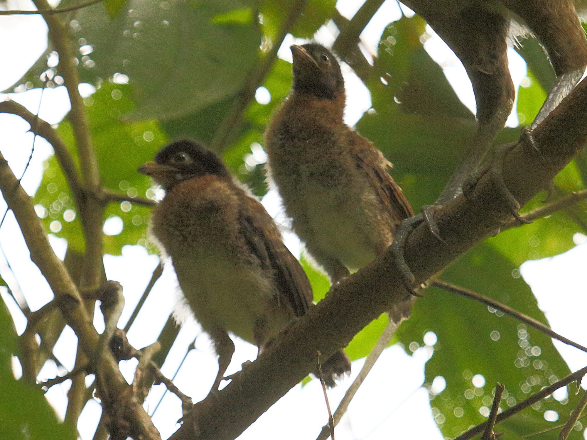 ortalide_a_tete_grise_-_ortalis_cinereiceps5bd