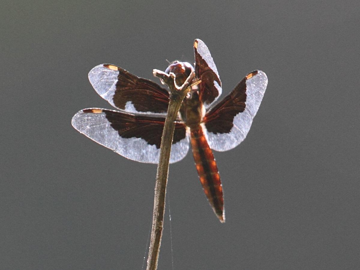 palpopleura_lucia1bd