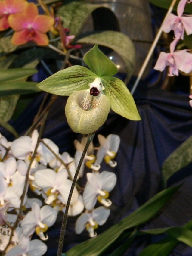 Afficher le média paphiopedilum_malipoense1sd paphiopedilum_malipoense1sd