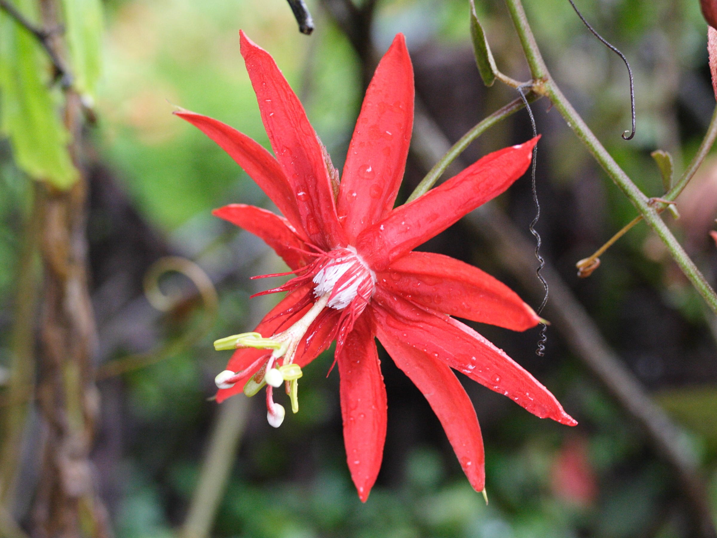 Afficher le média passiflora_vitifolia3md passiflora_vitifolia3md