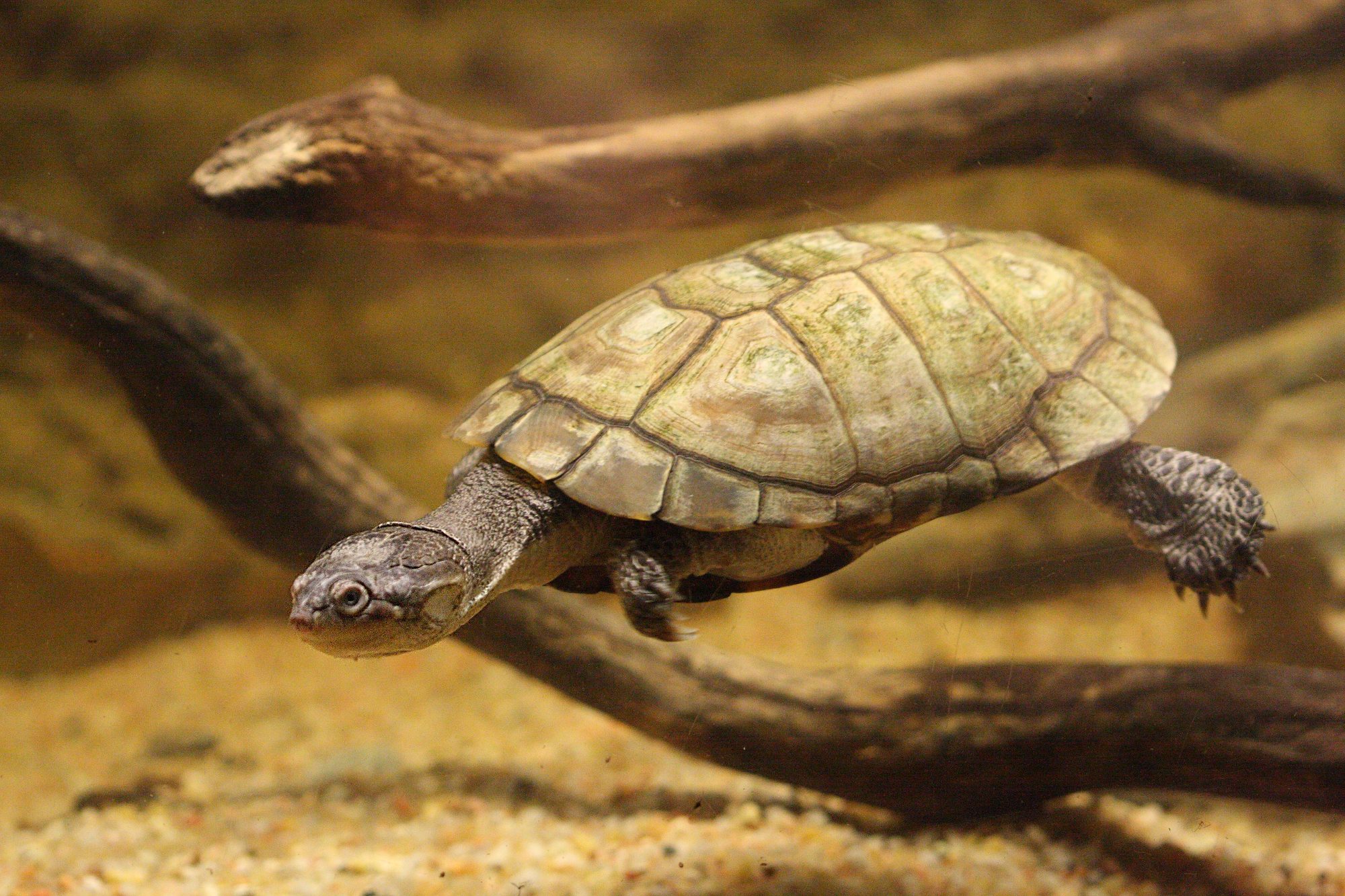 pelomedusa_subrufa4bd