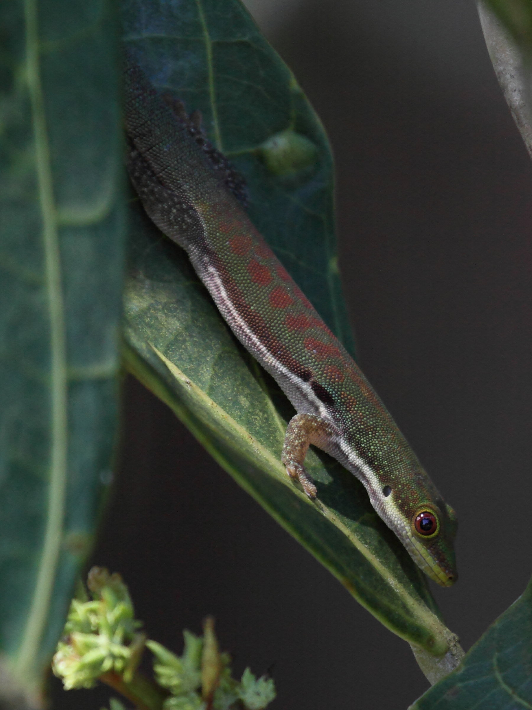 phelsuma_lineata1bd