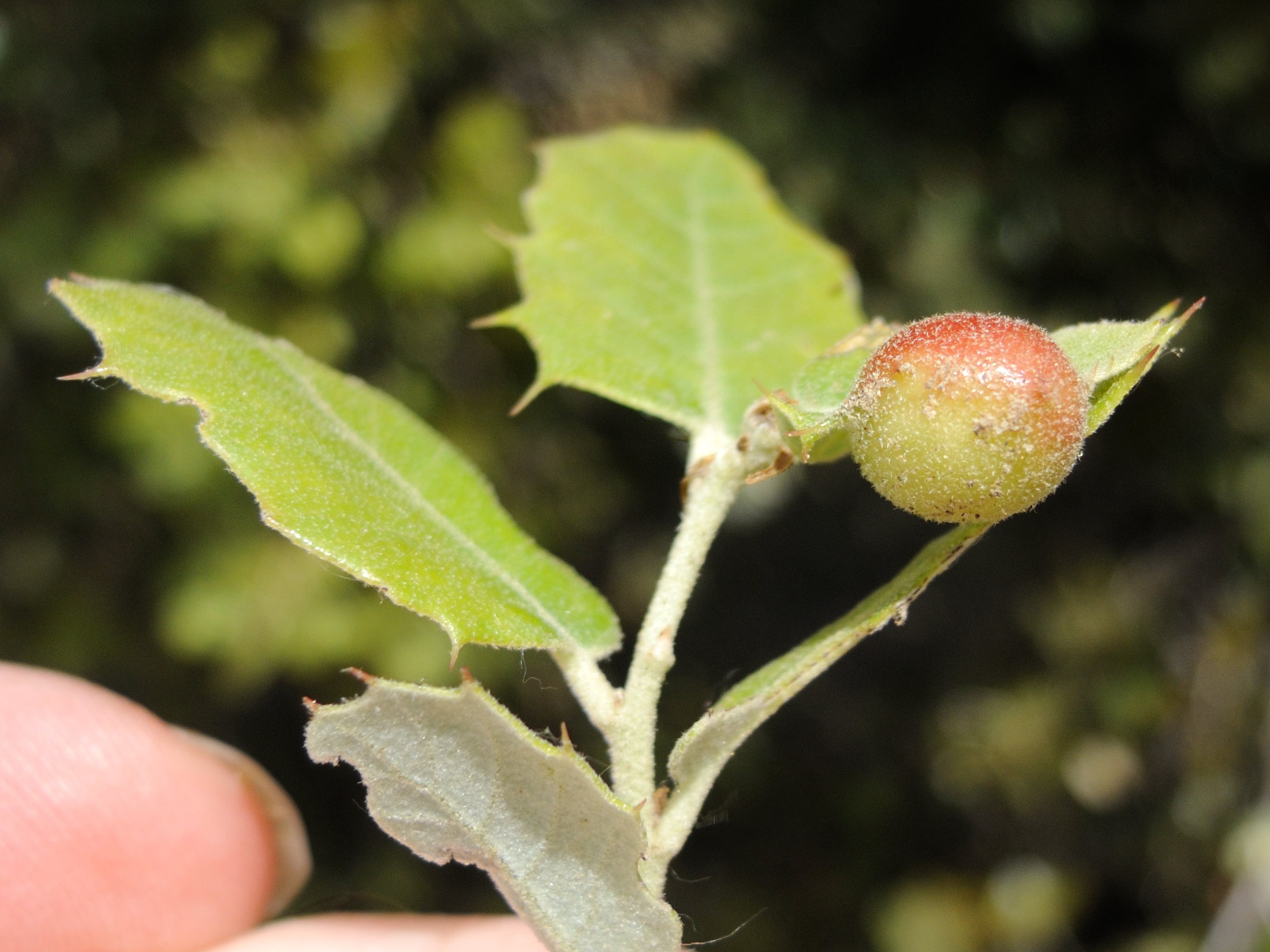 Afficher le média plagiotrochus_australis_galle1md plagiotrochus_australis_galle1md