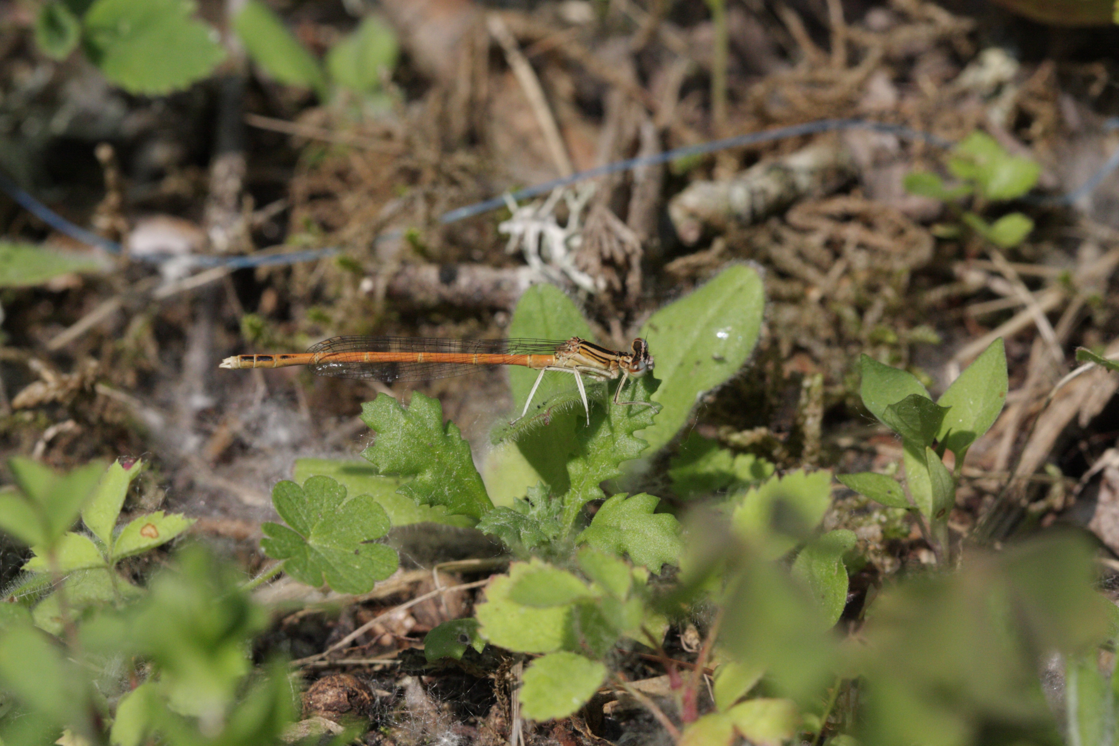 platycnemis_acutipennis1bd