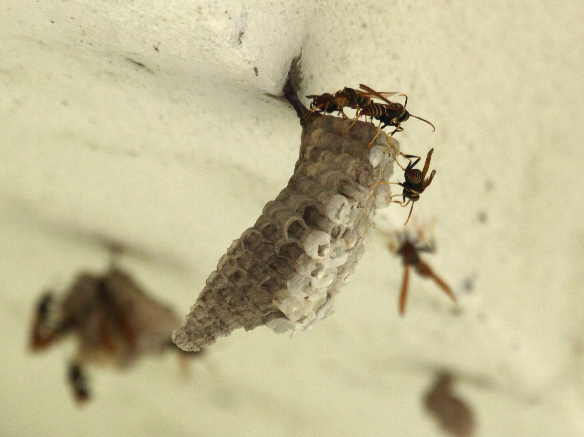 polistes_crinitus2bd