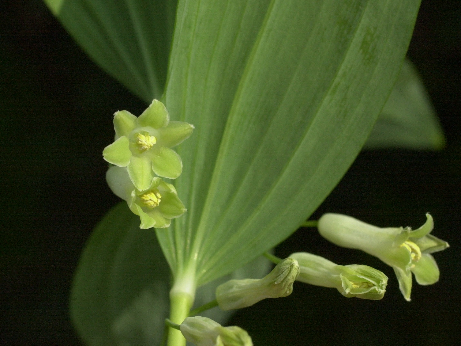 polygonatum_multiflorum3md