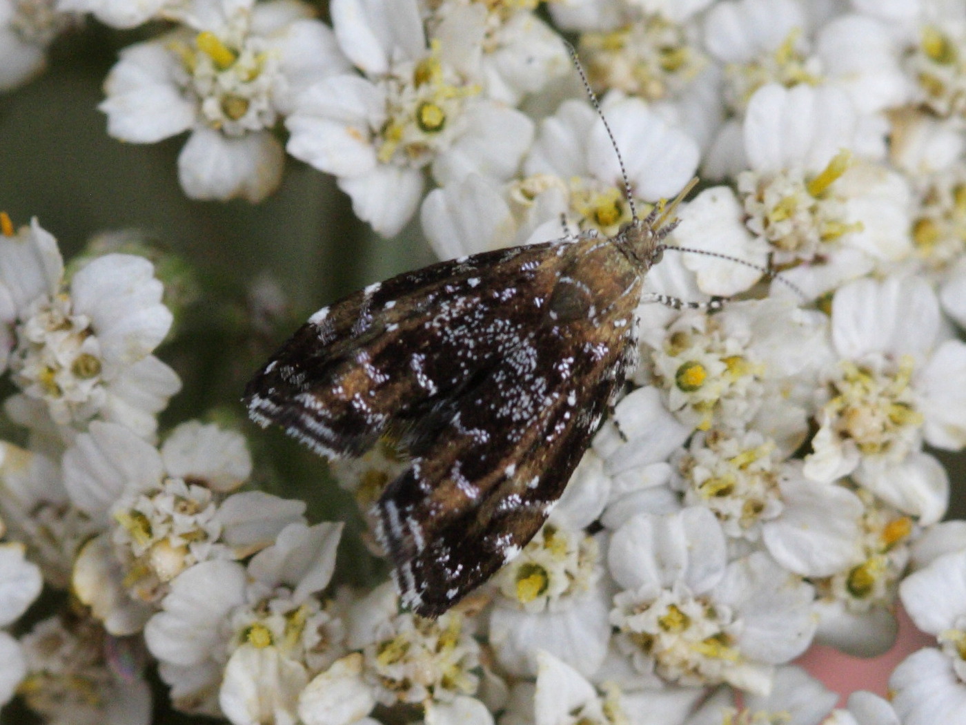 Afficher le média prochoreutis_sehestediana1bd prochoreutis_sehestediana1bd