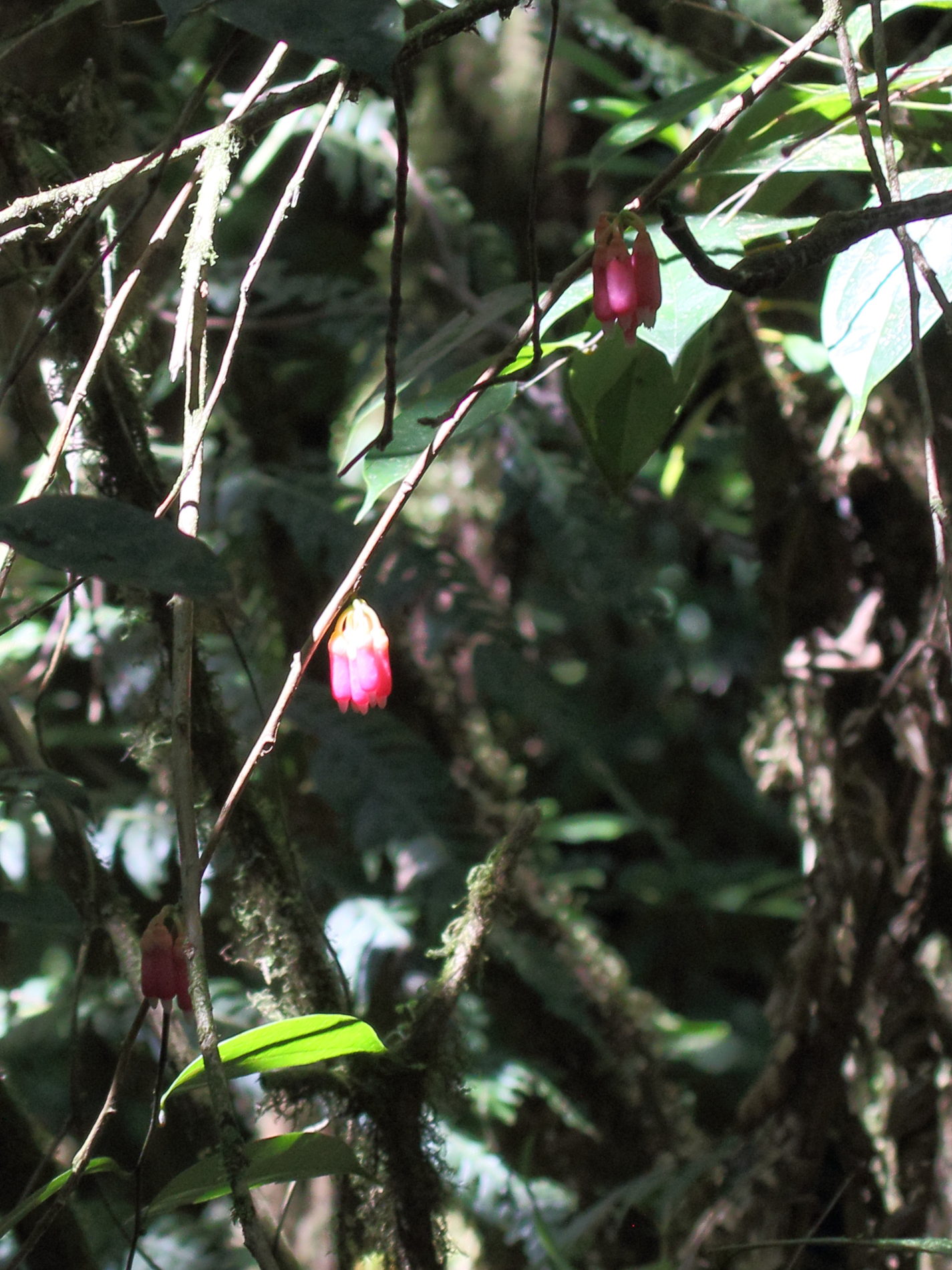 psammisia_ramiflora1bd