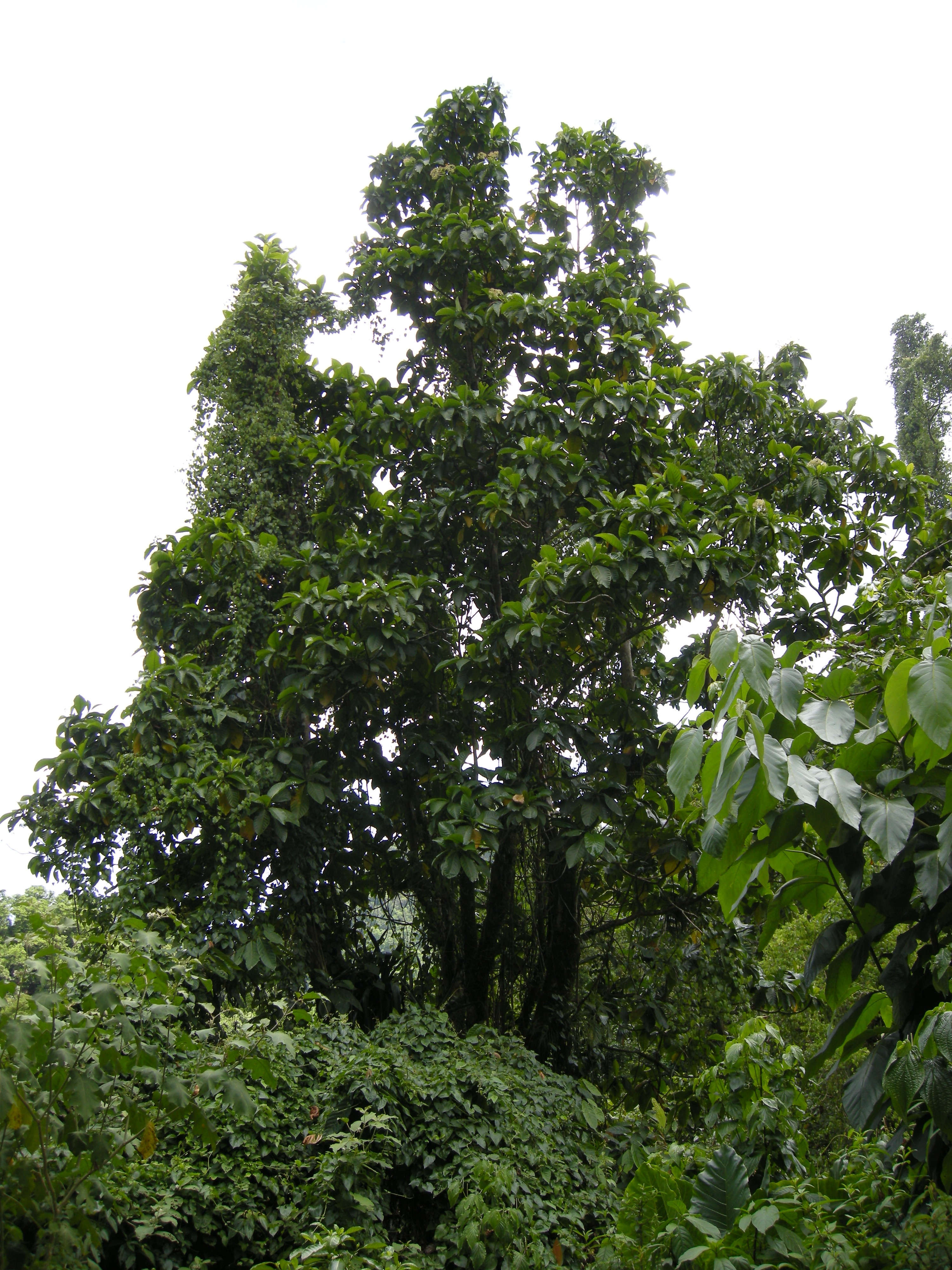 Afficher le média psychotria_mapourioides1md psychotria_mapourioides1md