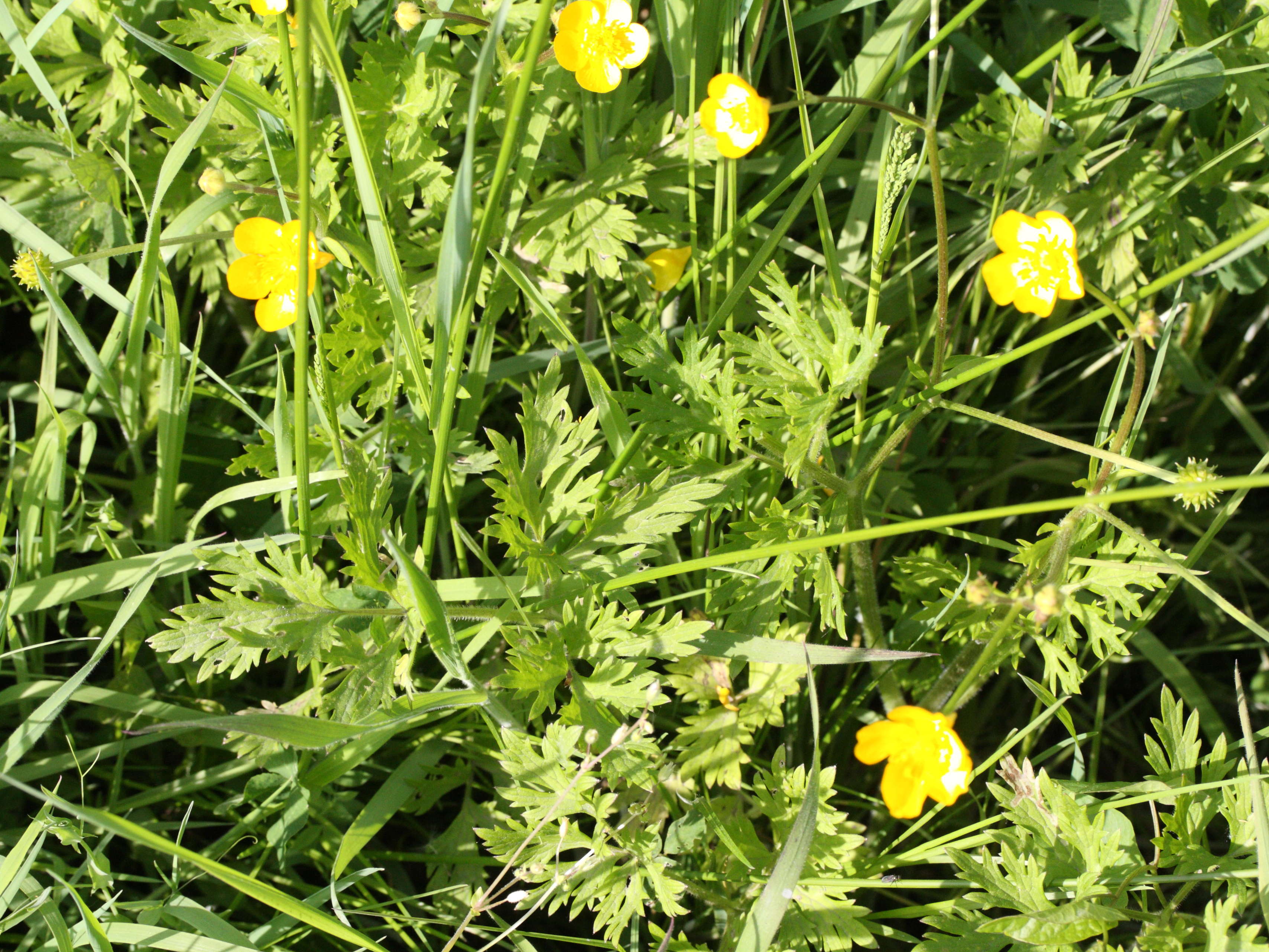 Afficher le média ranunculus_repens1md ranunculus_repens1md