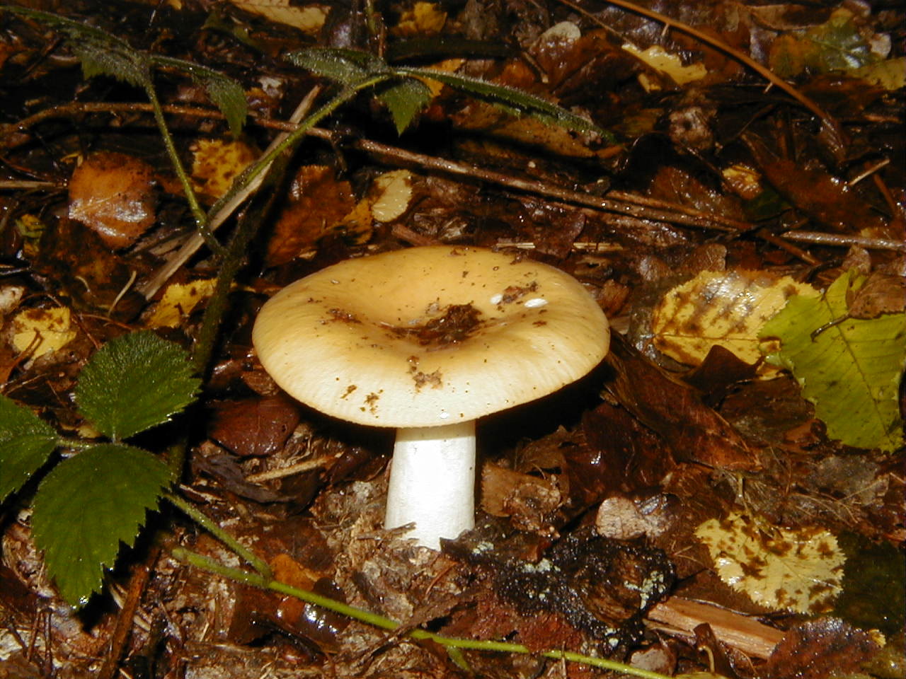Afficher le média russula_ochroleuca1bd russula_ochroleuca1bd