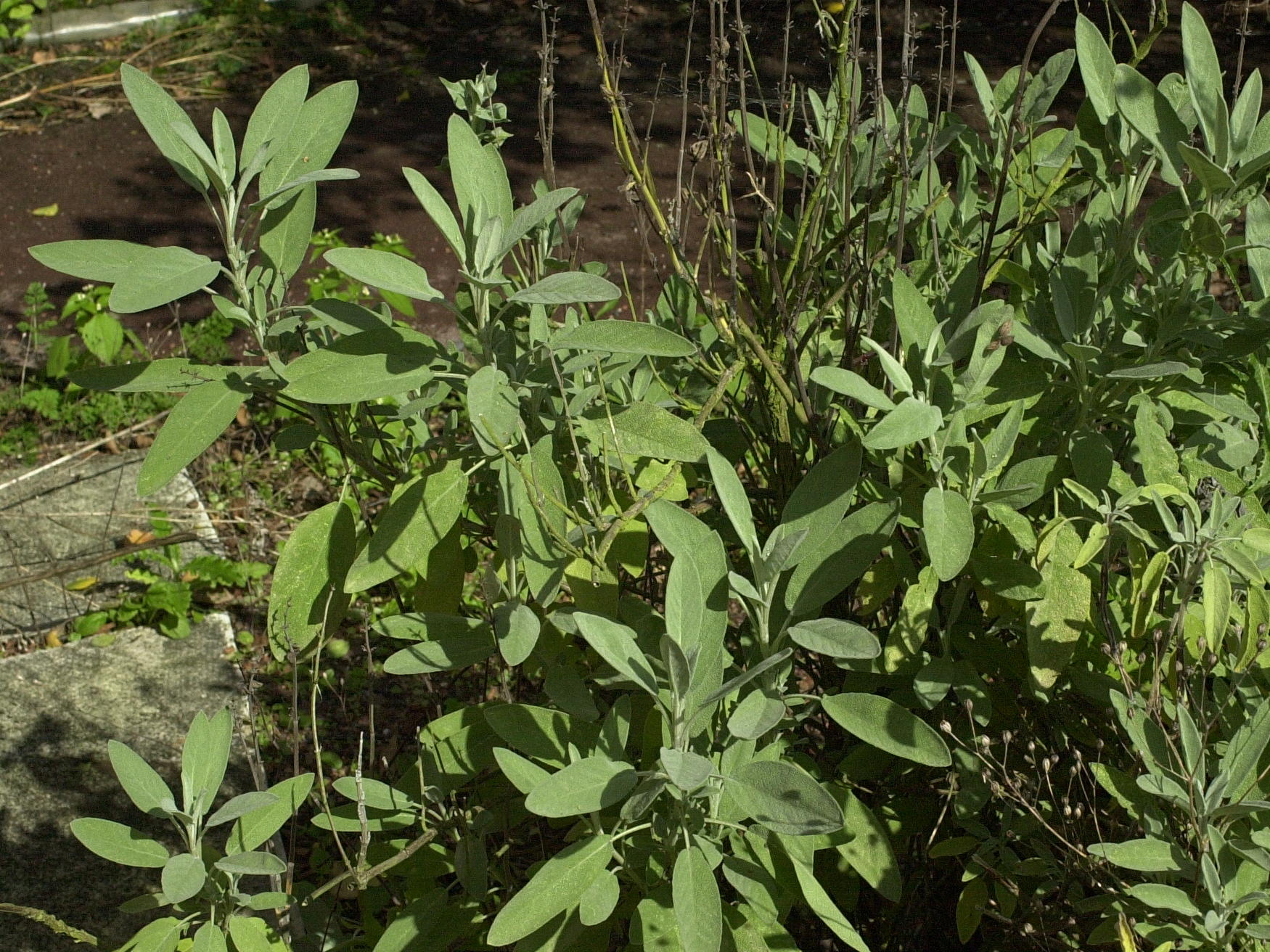 salvia_officinalis1md