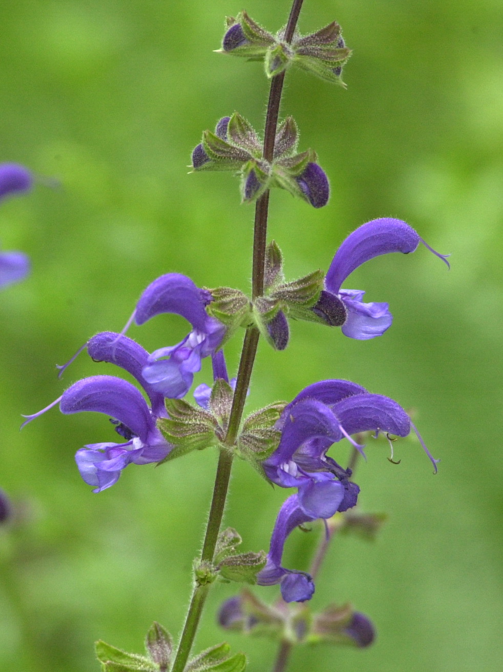 salvia_pratensis3md