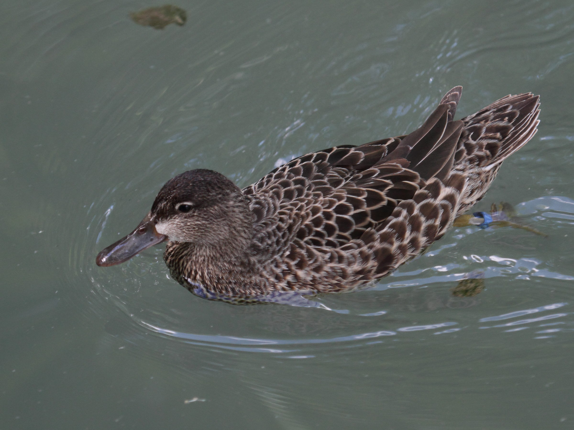 sarcelle_canelle_-_anas_cyanoptera3bd