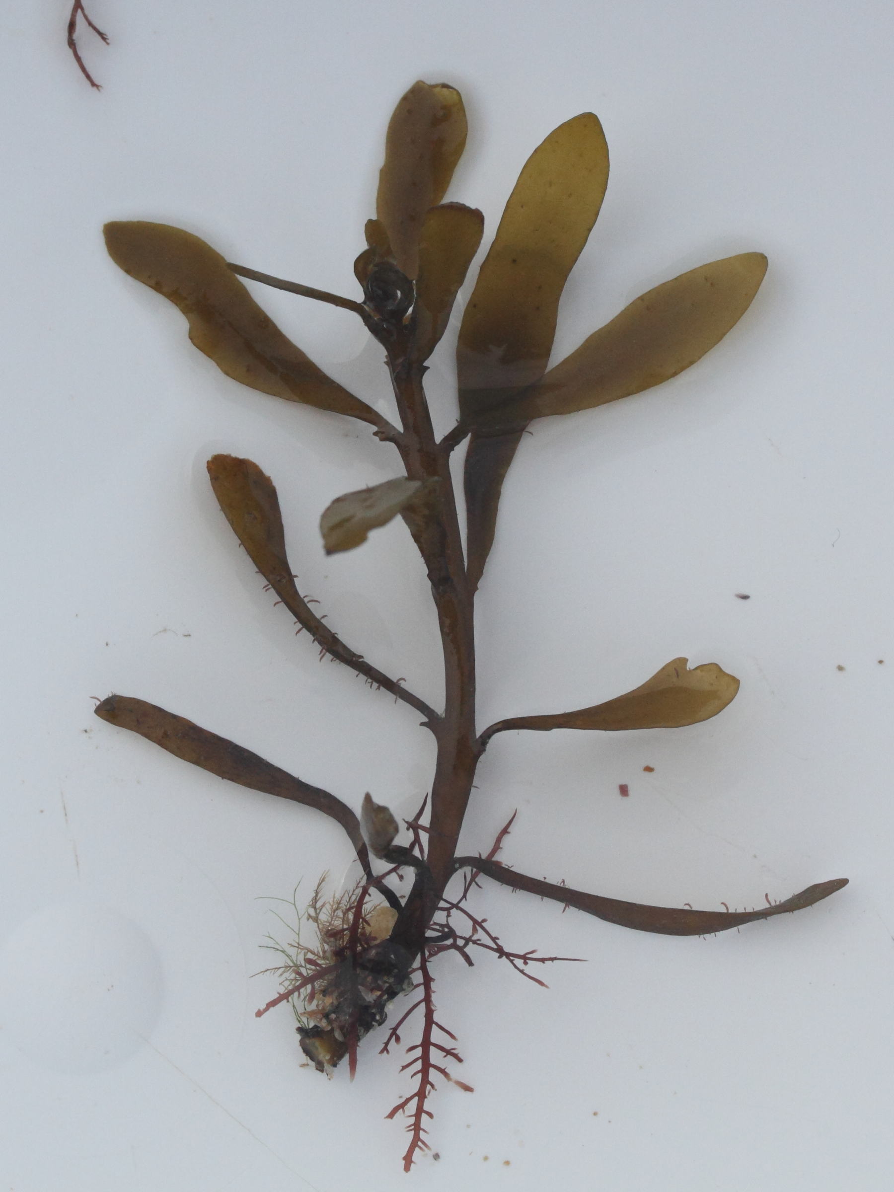 Afficher le média sargassum_muticum7md sargassum_muticum7md